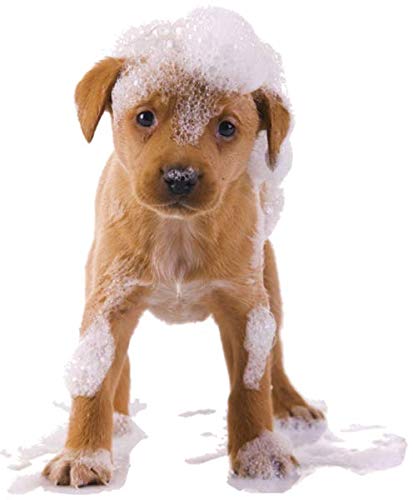Organic Excellence Mild Dog Shampoo, Great for All Pets: Dogs, Puppies, Cats, Horses, Formulated for Sensitive Skin, Made with Aloe and Nourishing Botanicals - 16oz Organic Excellence Au supplements