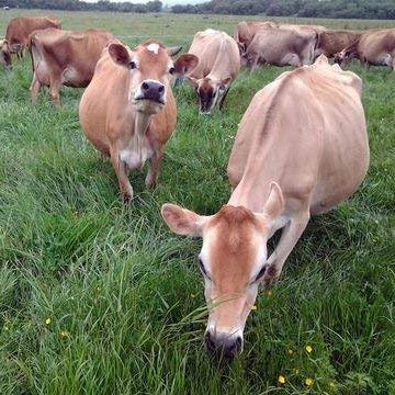 100% Raw Grass Fed Whey - Happy Healthy Cows, COLD PROCESSED Undenatured Raw Organic Whey Au supplements