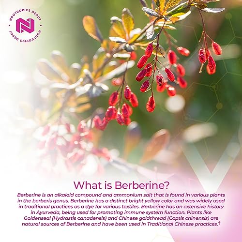 Nootropics Depot Berberine HCL + Silymarin Capsules | 500mg + 90mg | 180 Count Nootropics Depot Au supplements