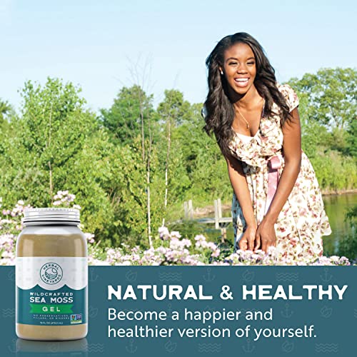 Herbal Vineyards Natural Organic Wildcrafted Gold Raw Sea Moss Gel for Immune Support Herbal Vineyards Au supplements