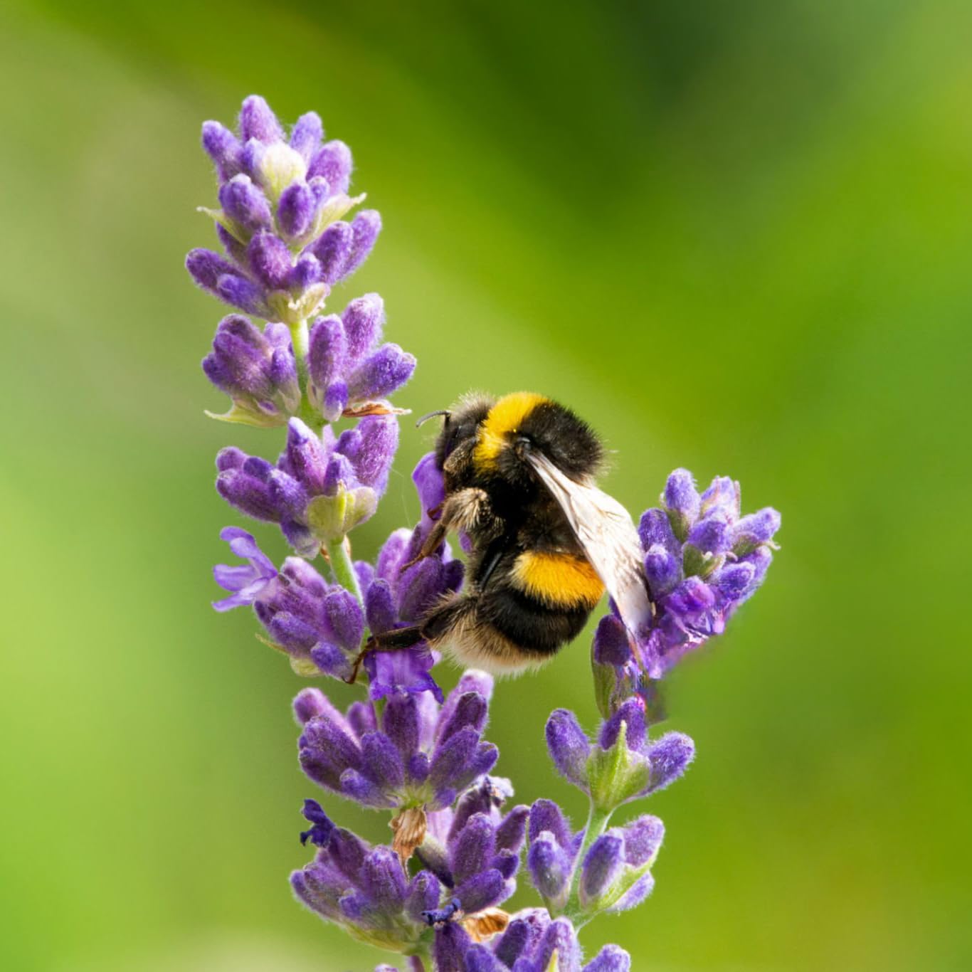 Lavender Aerated Lip Balm tin - Single Waxelene Au supplements
