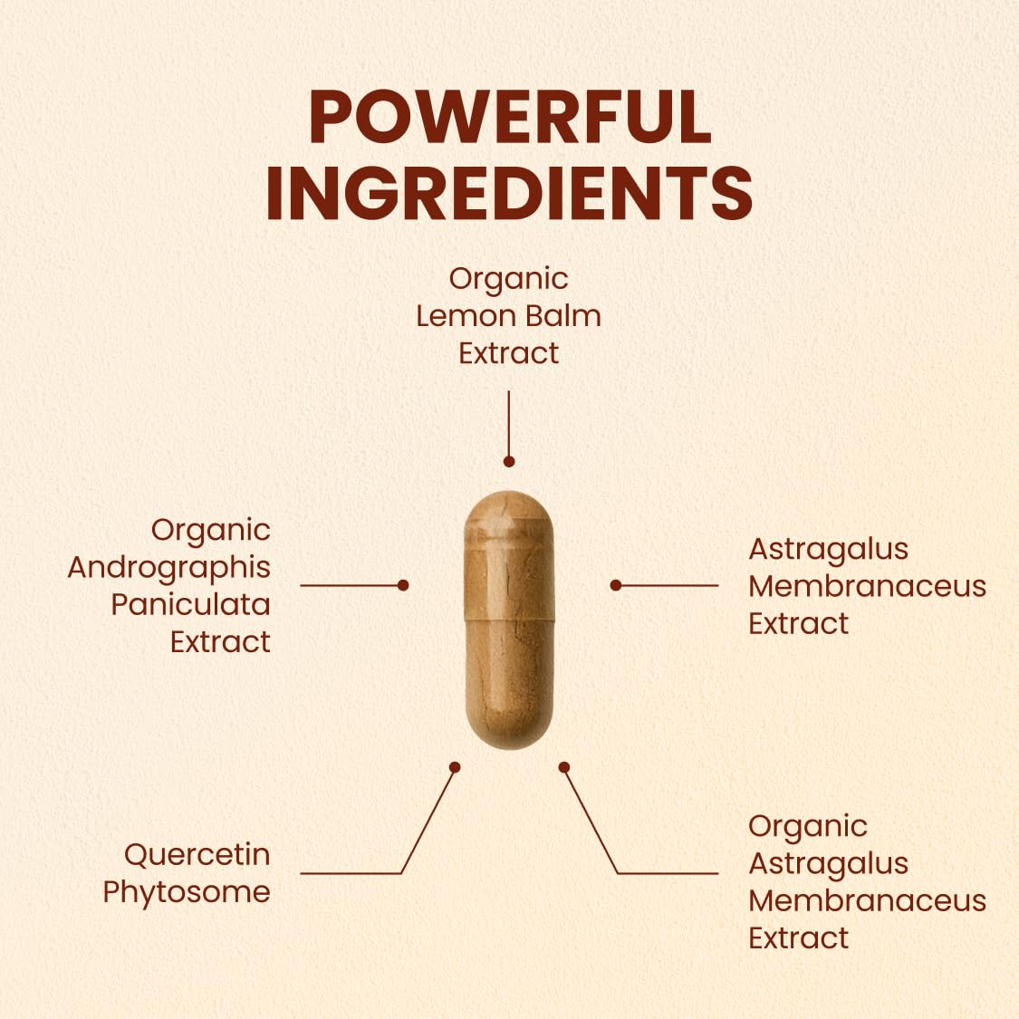 CHOQ Armor - Vegan Capsules - Professional-Grade Immune Defense - 20x Absorption Quercetin Phytosome - Andrographis - Astragalus - Supports Healthy Histamine Levels CHOQ Au supplements