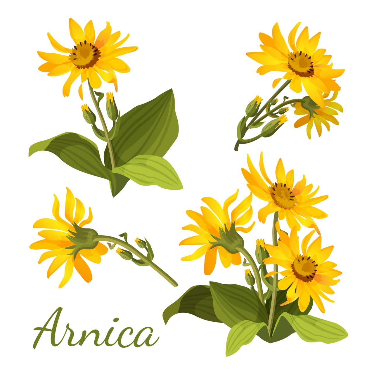 All-Natural Arnica Muscle Balm - Plant-Based Topical swelling and bruising Relief | Essential Oils & Menthol soothes and cools sore muscles, Hypoallergenic & Paraben-Free, Made in USA NATURE'S APOTHECARY Au supplements