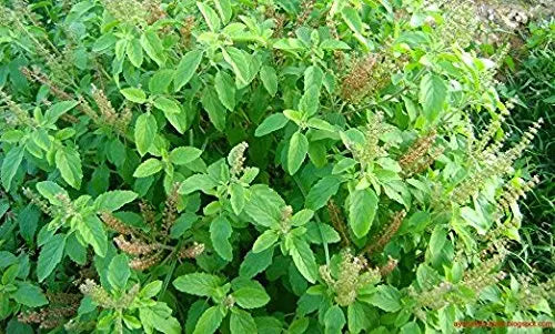 Tulsi - Holy Basil Supplement - Highest Potency, Maximum bio-availabilty, Made with Organic Herbs (Vegetarian Capsules, 120 Count) Harmony Nutraceuticals Au supplements