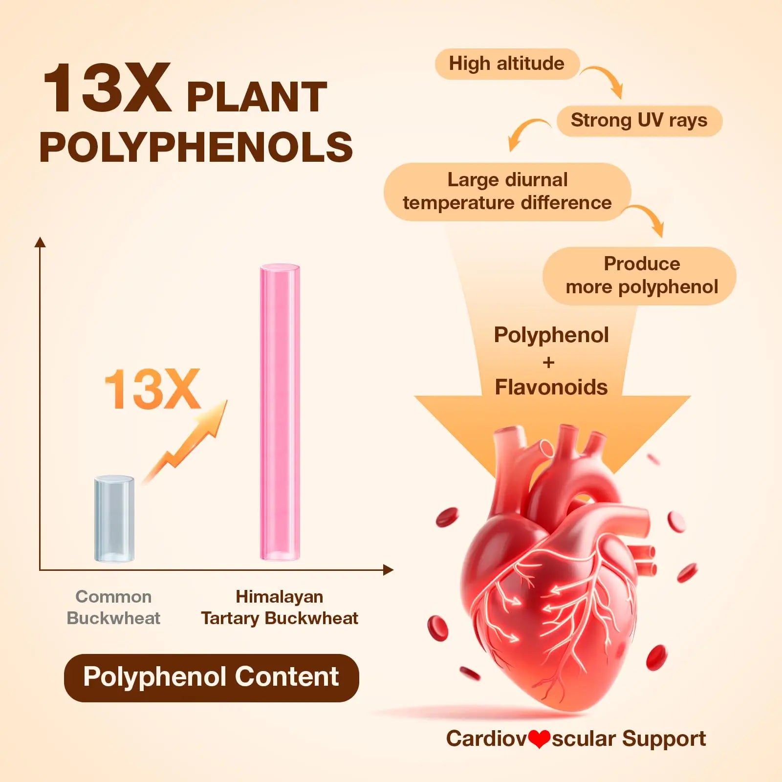 Nokuba Polyphenols Supplement for Immune Support | Himalayan Tartary Buckwheat Sourced | Polyphenol Superfood with Quercetin, Curcumin | Immune Booster, Antioxidant, Anti-inflammatory - 120 Capsules Nokuba Au supplements