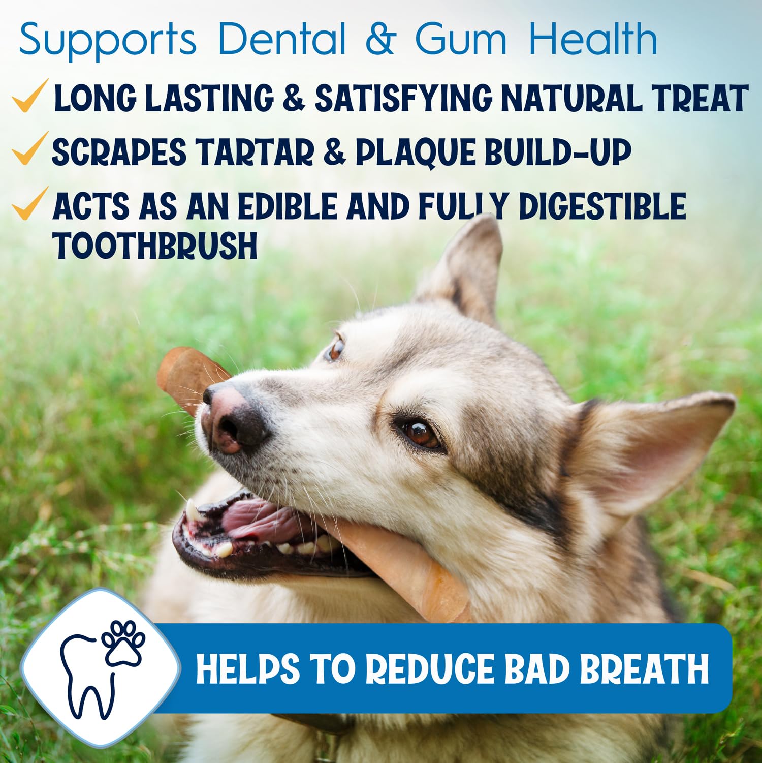 FETCHERONI 6" Collagen Sticks for Dogs – Low Odor Long-Lasting Bully Stick & Rawhide Alternative, Single Ingredient Beef Bone, High Protein Dental Treat, Vet Approved, Improves Joint Health – 5 Pack FETCHERONI Au supplements