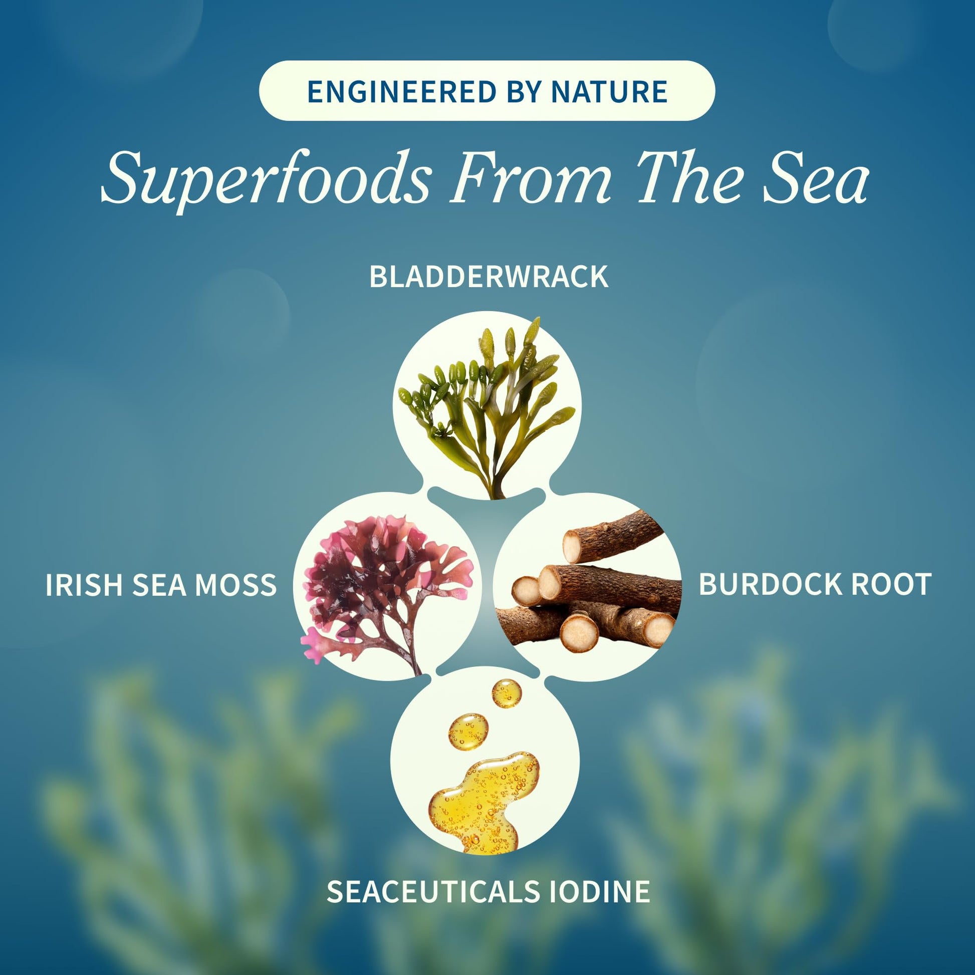 Snap Supplements Irish Sea Moss with Bladderwrack, Burdock Root & Iodine – Natural Sea Moss Supplement to Support Gut Health, Energy & Healthy-Looking Skin, 60 Vegan Capsules (1 Month Supply) Snap Supplements Au supplements