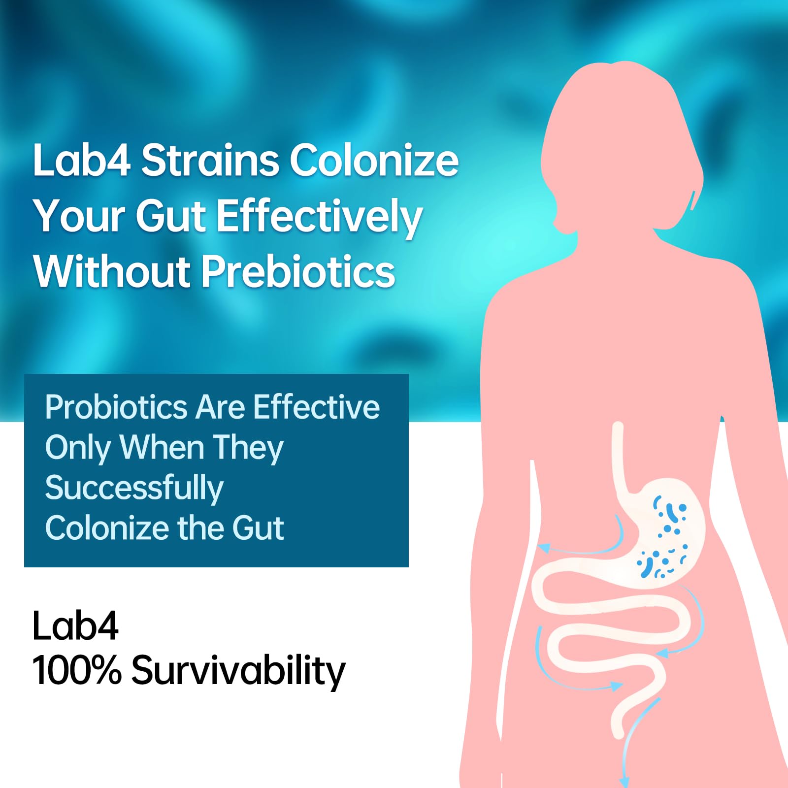 Digestive Probiotics 20X Lab4 Strains for Gut & Immune Health, Pro Formula for Men & Women, Probiotic Capsules Support Diarrhea, Bloating and Gas, Shelf Stable, Vegan, Gluten Free, 60 Days Supply purmeo Au supplements