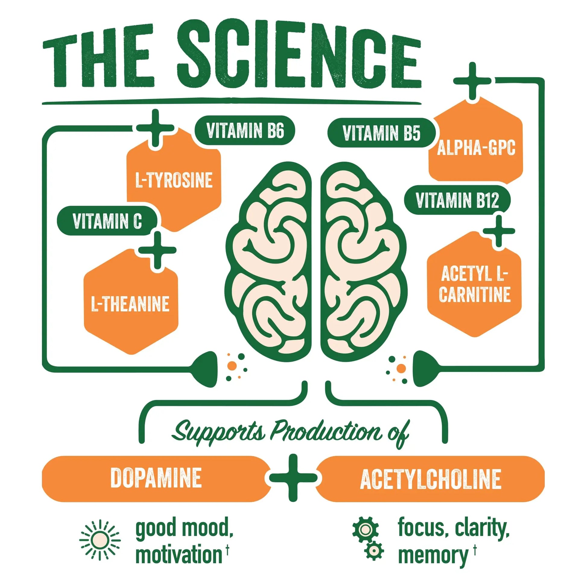 BrainJuice Nootropics Brain Support Supplement, Gluten Free Powder for Energy and Focus, Pre Workout w/Alpha GPC, Vitamin B & Organic Green Tea Extract Caffeine, Active Pomegranate Acai, 15 Servings BrainJuice Au supplements