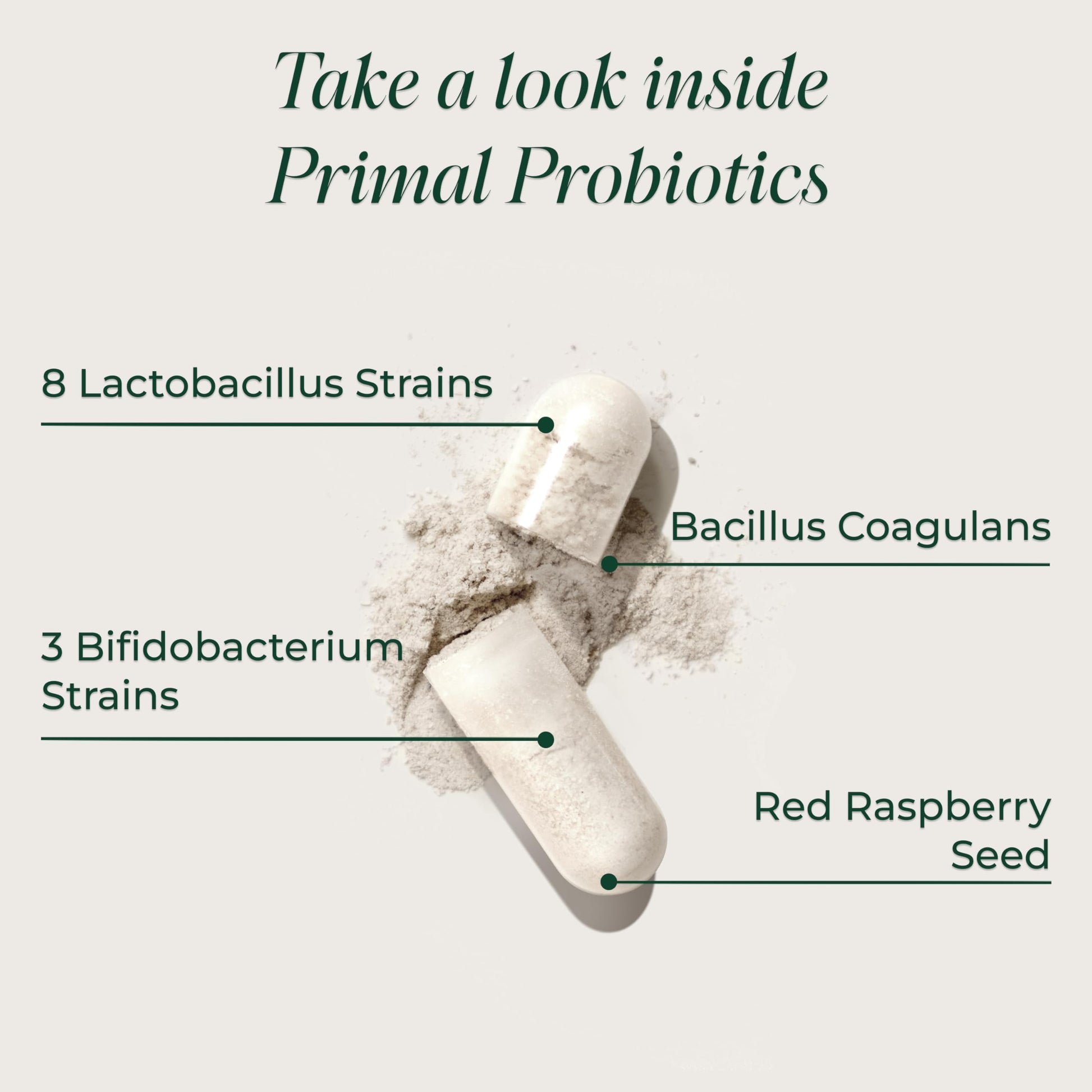 Primal Harvest Probiotics for Women & Men Daily Probiotic Supplement with 12 Strains for Gut & Digestive Health 30 Capsules Primal Harvest Au supplements