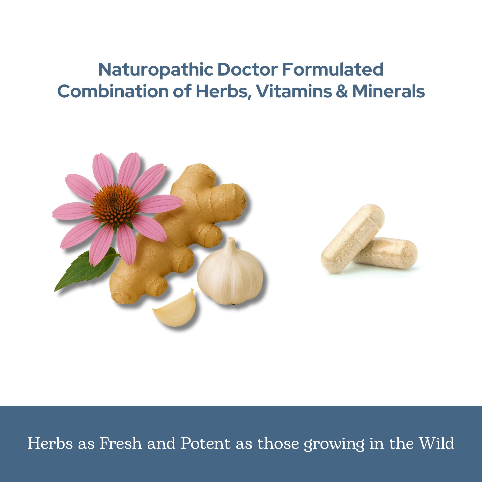 Eclectic Herb - Vitabiotic Capsules | Immune Support | Natural Herbal Multivitamin Supplement | Freeze Dried, Organic, Non-GMO, Vegan, Whole Herb (150 CT | 750 mg) ECLECTIC INSTITUTE Au supplements