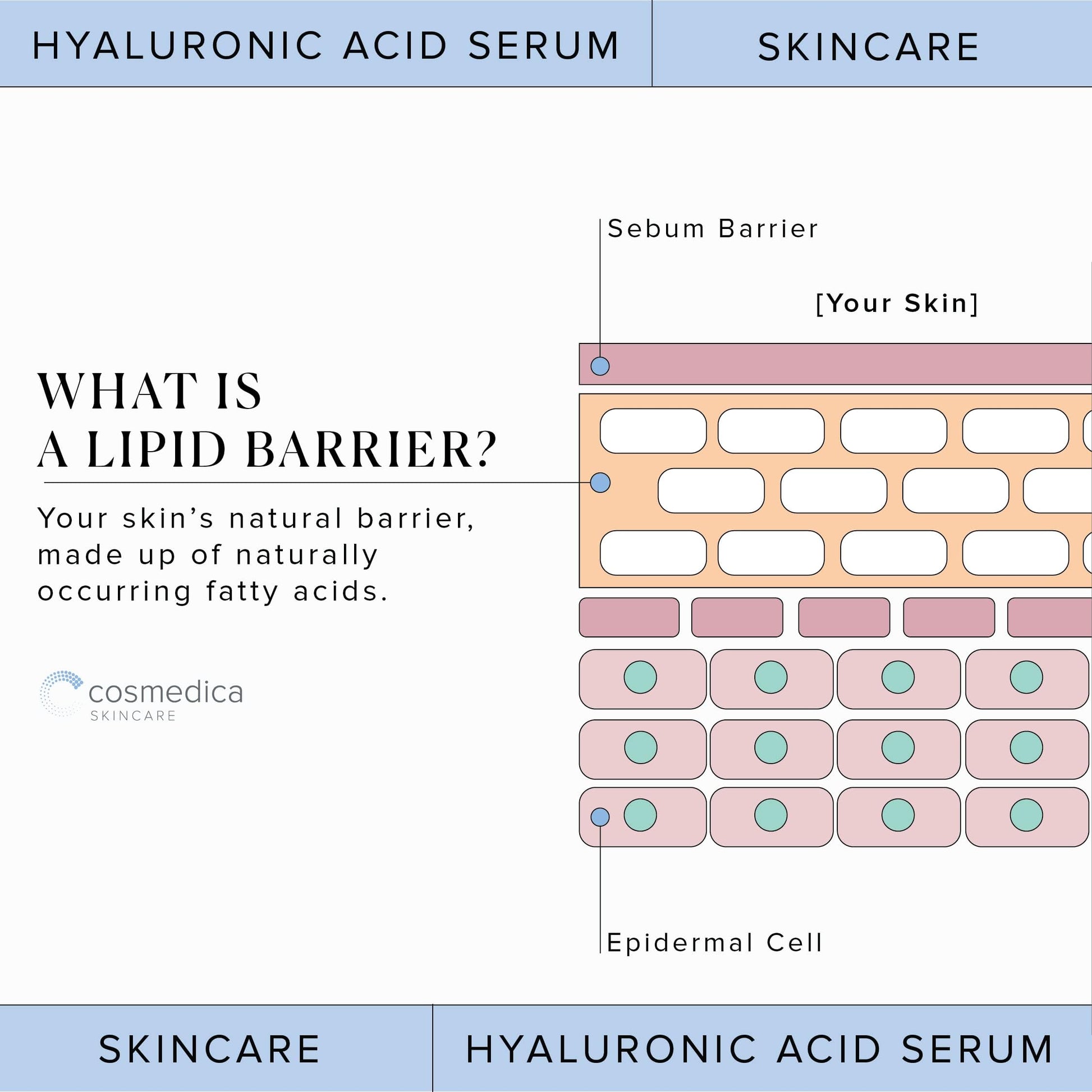 Hyaluronic Acid Serum for Skin 100% Pure Anti Aging Serum Intense Hydration Cosmedica Skincare Au supplements
