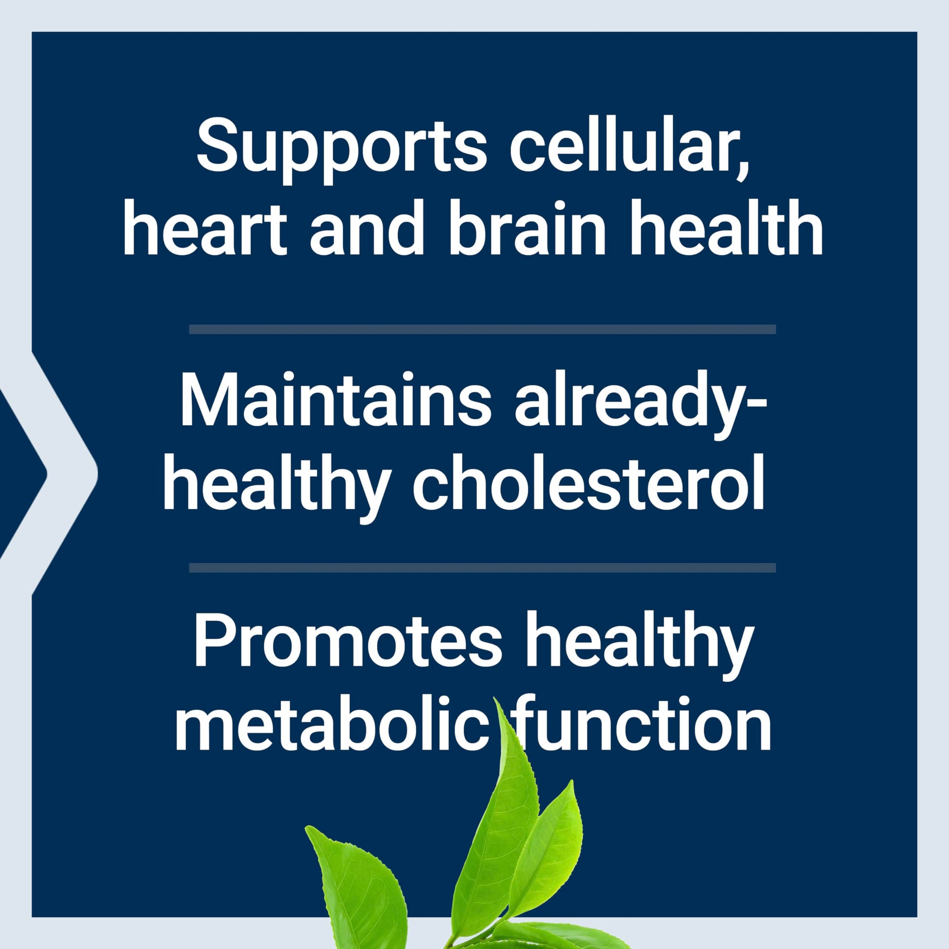 Life Extension Decaffeinated Mega Green Tea Extract – Polyphenol-Rich, Cell Health Life Extension Au supplements