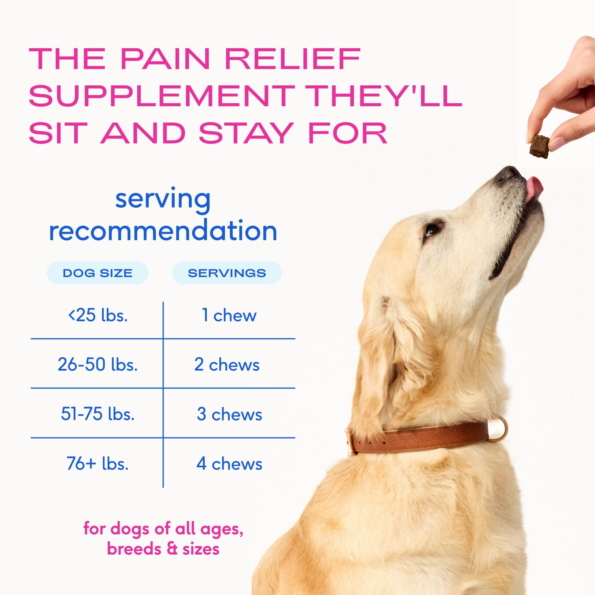 Native Pet Inflammatory Care - Pain Relief for Dogs - Green-Lipped Mussel, Turmeric & Collagen for Dogs - Hip and Joint Supplement Supports Healthy Inflammatory Response & Joint Comfort - 60 Chews Native Pet Au supplements