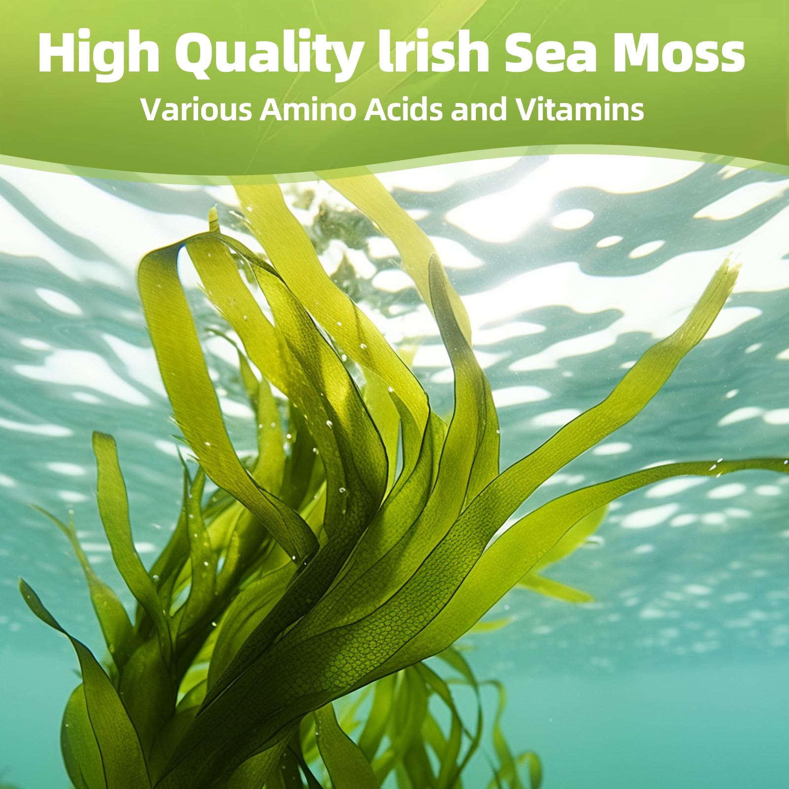 HEALOADING Sea Moss Capsules：Wildcrafted Organic Irish Seamoss & Bladderwack - Rich in Minerals, Supports Thyroid Health, Digestion, Skin & Immune System - Vegan, Non-GMO HEALOADING Au supplements