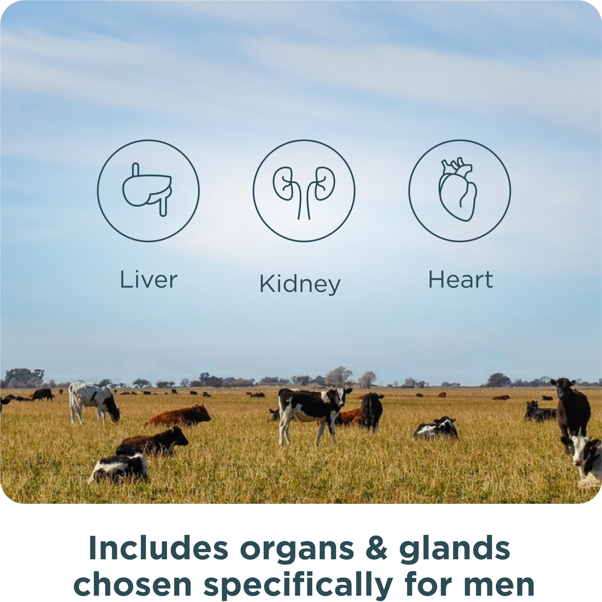Ancient Nutrition Organ Supplements for Men, Grass-Fed and Wild Organ Complex Capsules, Liver, Prostate, Pancreas Supports Male Performance, Healthy Aging, 180 Ct Ancient Nutrition Au supplements