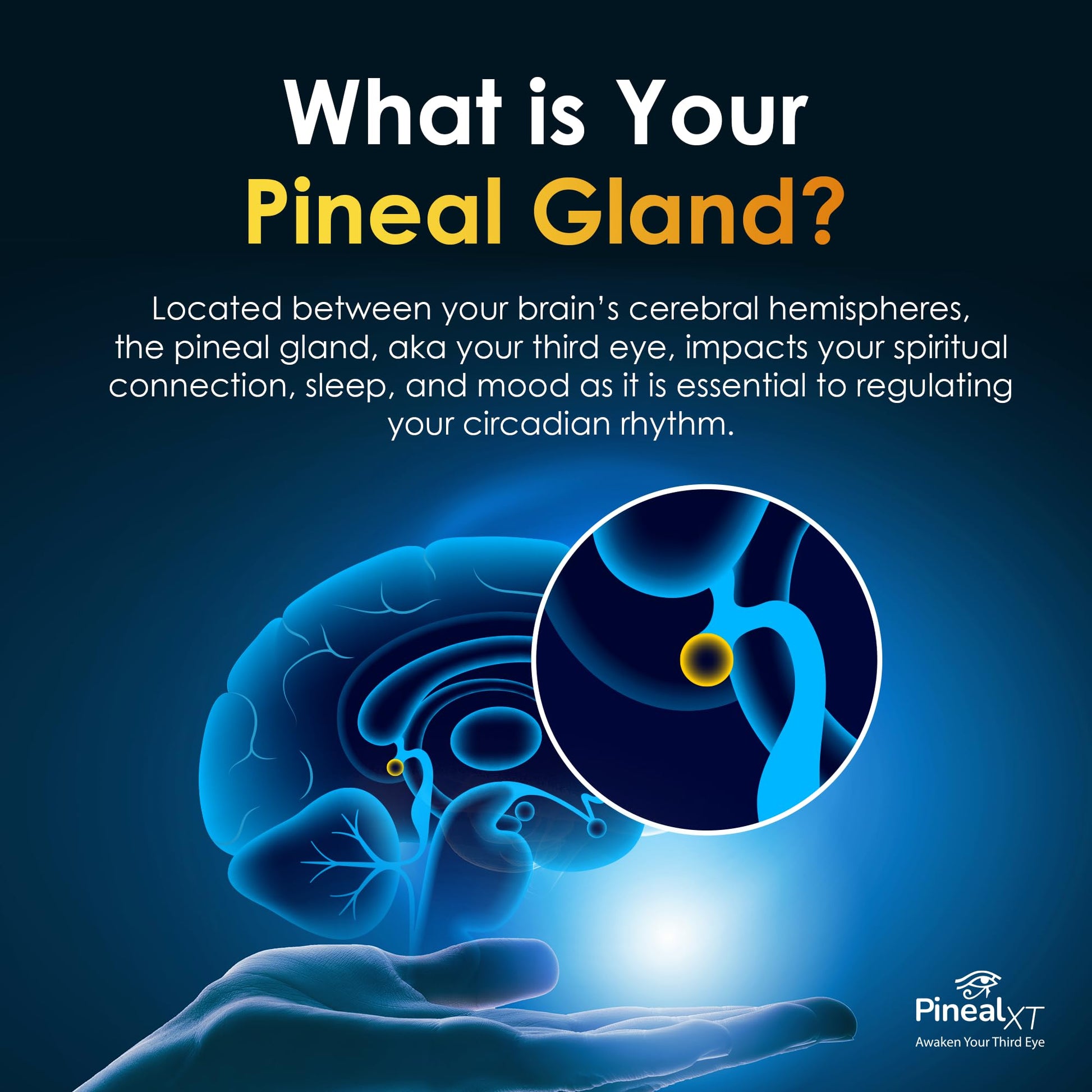 Nutraville Pineal XT Gold - Pineal Gland Supplement - Third Eye Awakening - Focus and Memory Supplement for Brain - 7 Powerful Ingredients Decalcify, Detox, and Activate Your Pineal Gland, 2 Pack Nutraville Au supplements