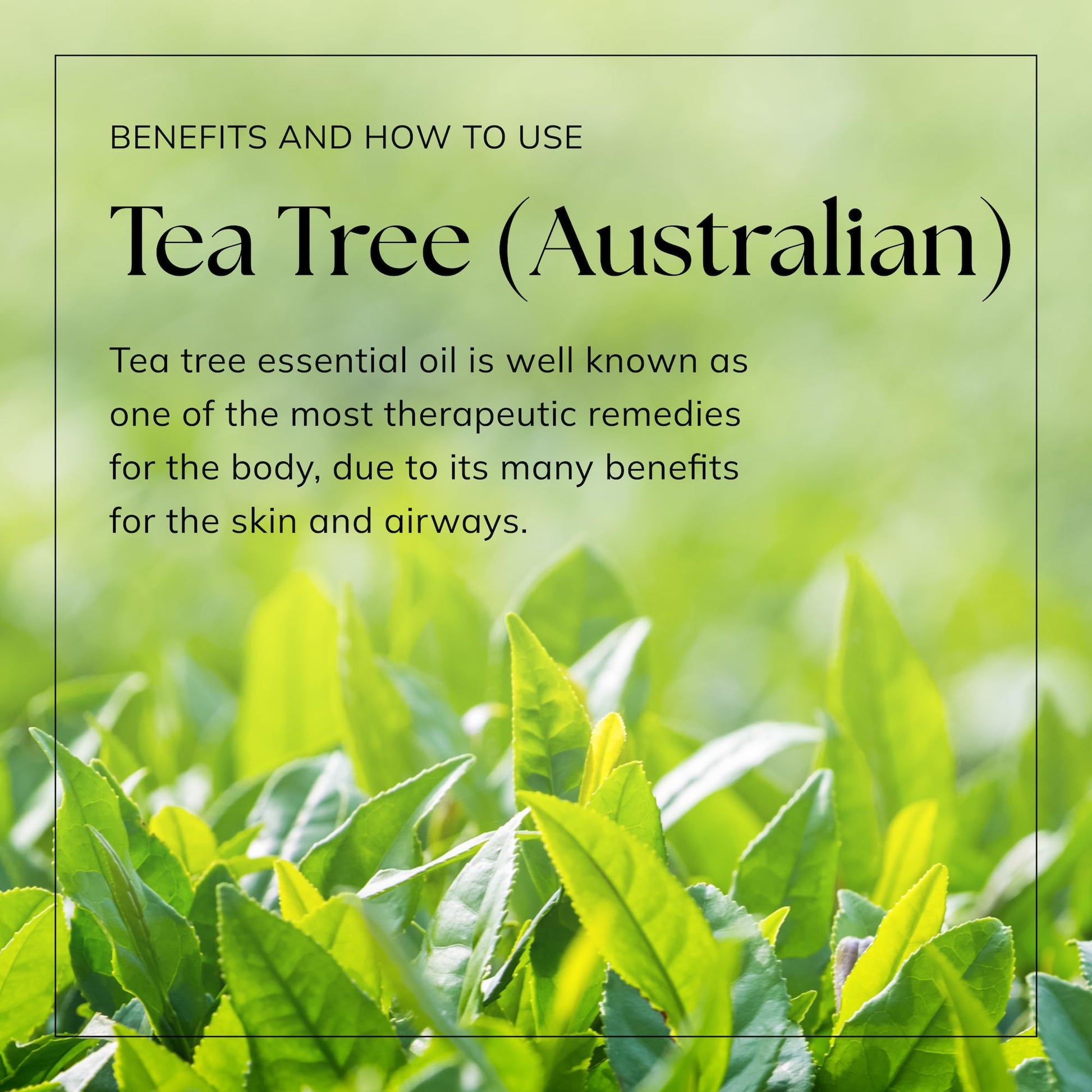 Nikura Pure Australian Tea Tree Essential Oil for Skin, Nail Fungus, Face, Hair, Acne nikura Au supplements
