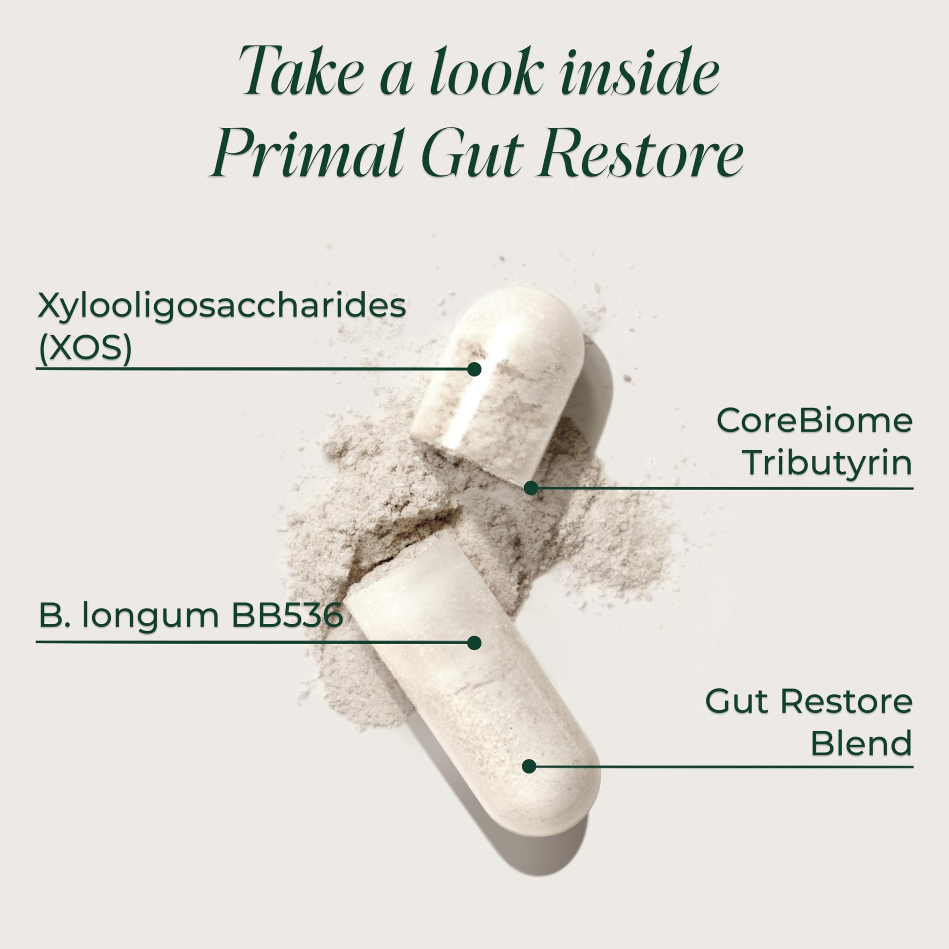 Primal Harvest Restore for Gut Health, Primal Gut Restore w/POSTbiotics, PREbiotics and PRObiotics for Women and Men, 60 CT - Digestion, Colon Cleanse, Immunity Support - Helps Leaky Gut Repair Primal Harvest Au supplements
