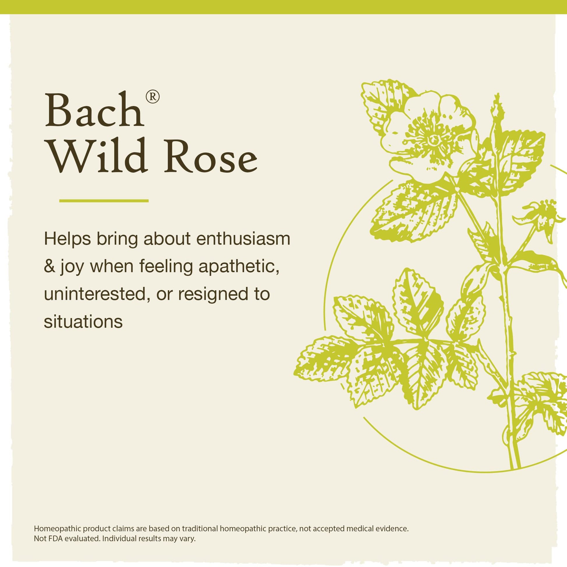 Bach Original Flower Remedies, Wild Rose for Enthusiasm (Non-Alcohol Formula), Natural Homeopathic Bach Au supplements