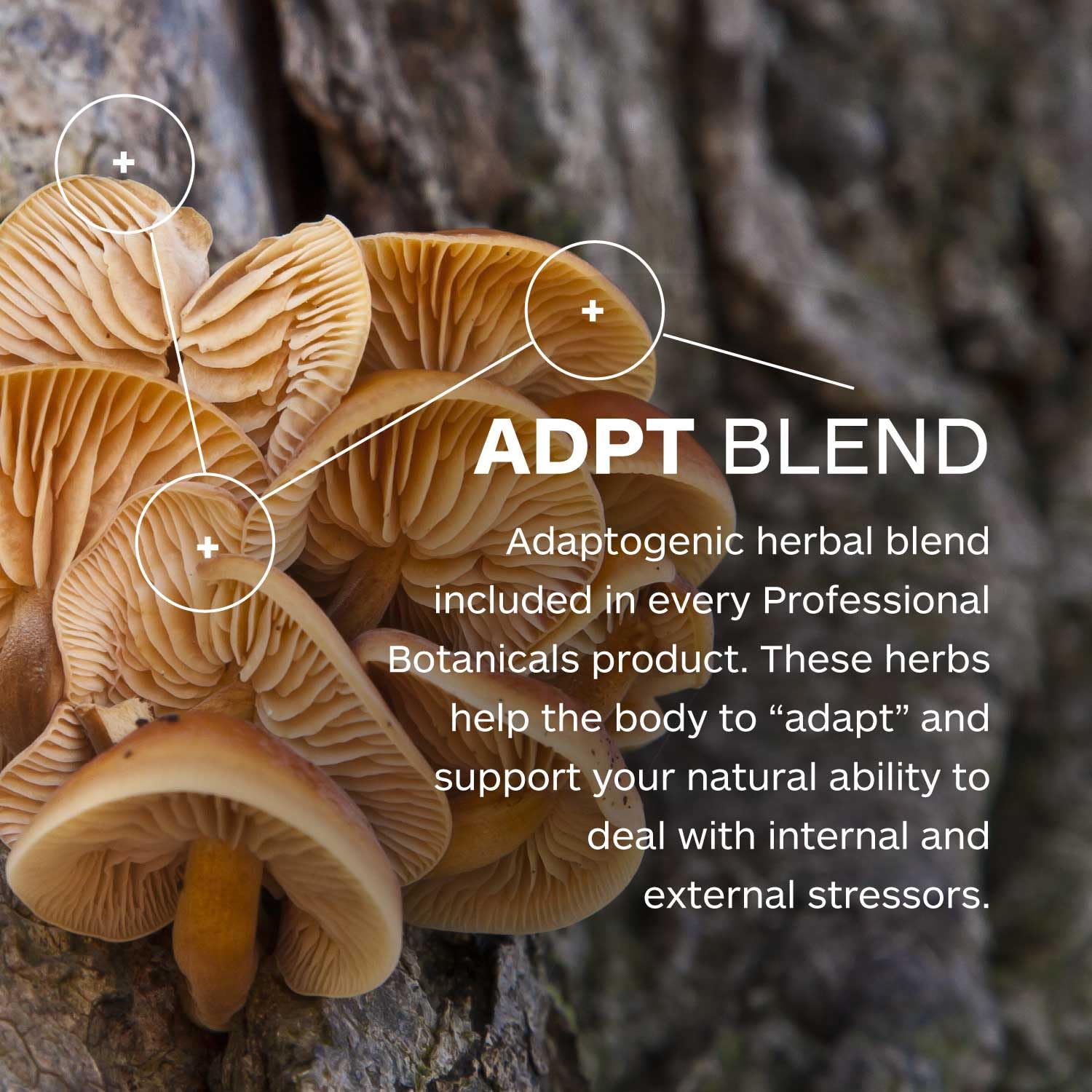 Professional Botanicals Calm Attention - Natural Attention and Mood Support, Rosemary, Vitamin B6, Gotu Kola, Focus, Relaxation, and Concentration Aid - 60 Veg Capsules Professional Botanicals Au supplements