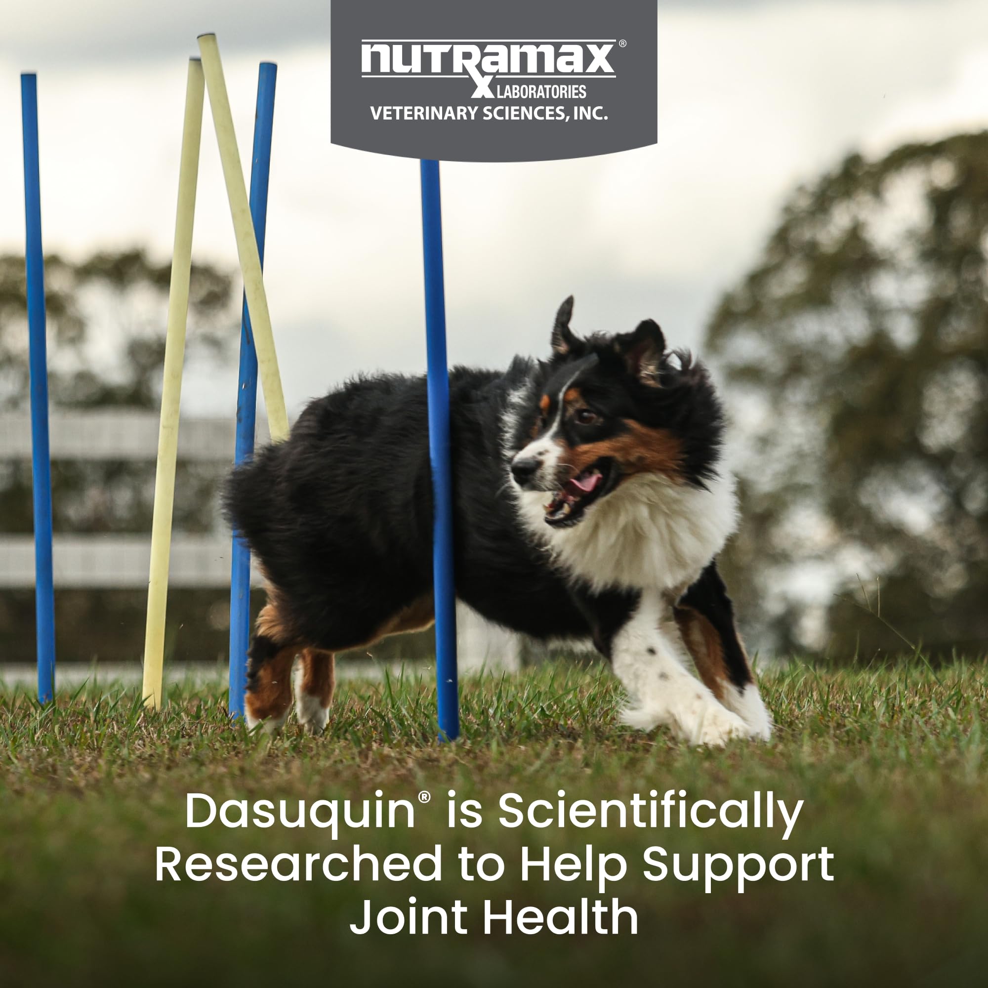 Nutramax Dasuquin for Large Dogs, Joint Health Supplement, Contains Glucosamine for Dogs, Plus Chondroitin, ASU, MSM and More, Supports Healthy Joints, Soft Chews, 150 Count Nutramax Laboratories Au supplements