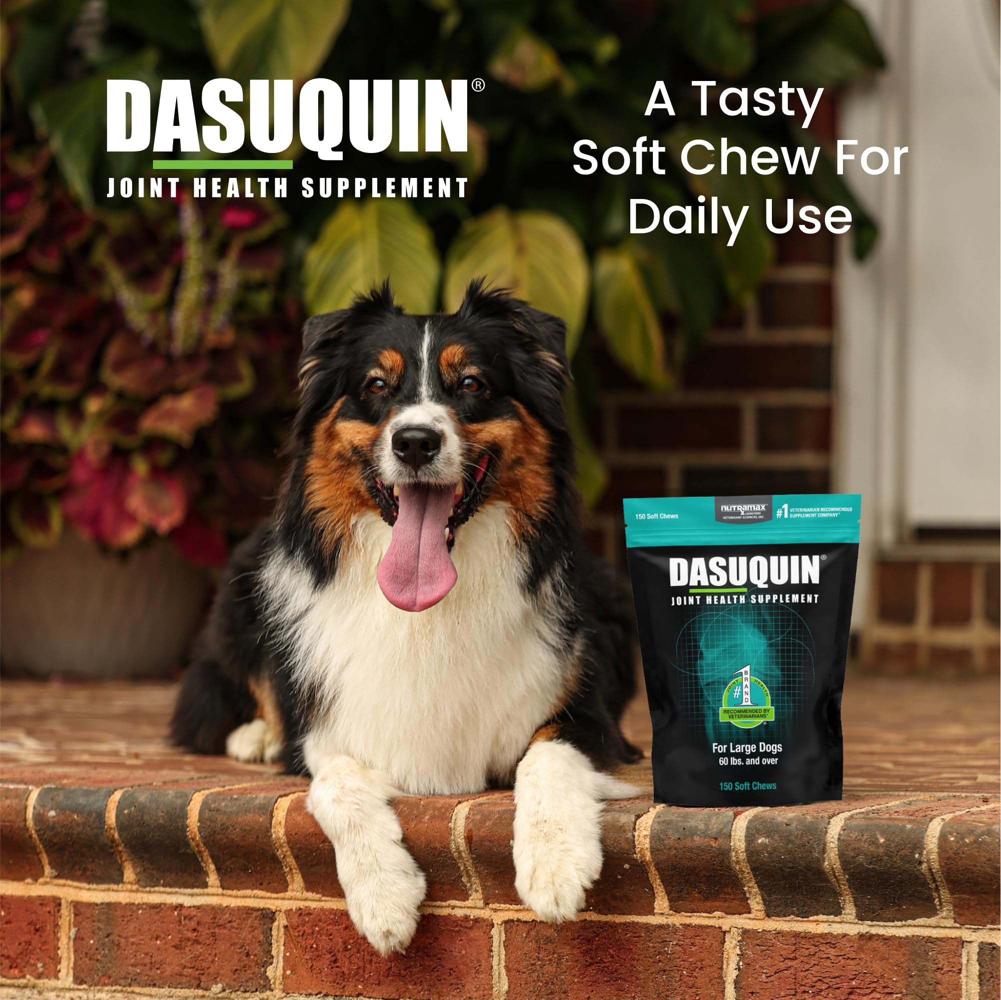 Nutramax Dasuquin for Large Dogs, Joint Health Supplement, Contains Glucosamine for Dogs, Plus Chondroitin, ASU and More, Supports Healthy Joints, Soft Chews, 150 Count Nutramax Laboratories Au supplements
