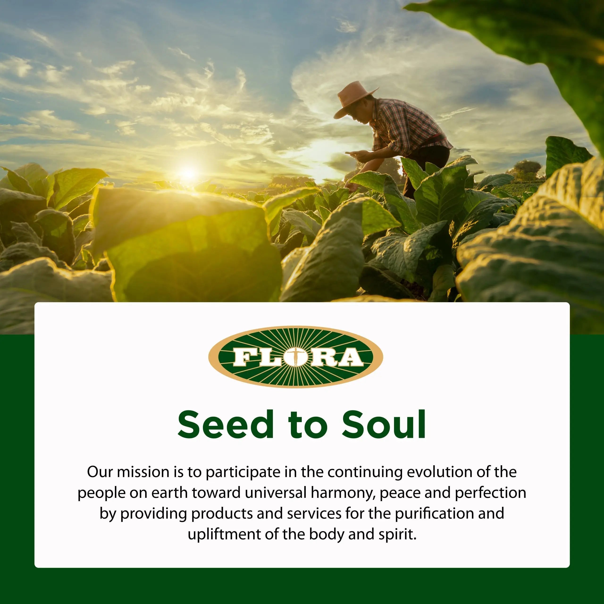 Flora - Daily Multi Essentials+, Liquid Multivitamin Formula, 13 Essential Vitamins & Minerals, 15 Fl Oz Flora Au supplements