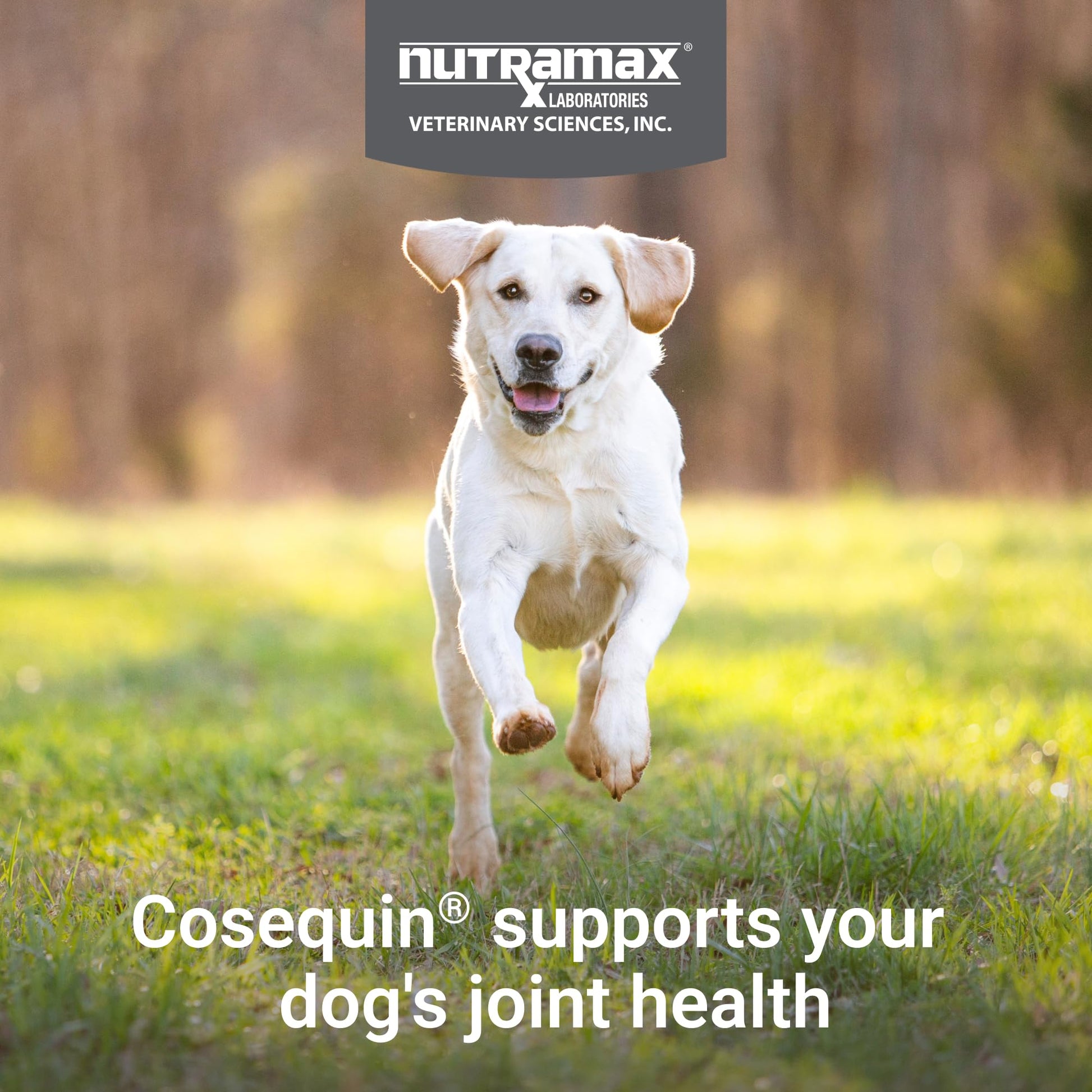 Nutramax Cosequin for Dogs Joint Health Supplement, Contains Glucosamine, Plus Chondroitin, MSM and Omega-3s, Supports Joint and Skin and Coat Health, Soft Chews, 120 Count Nutramax Laboratories Au supplements