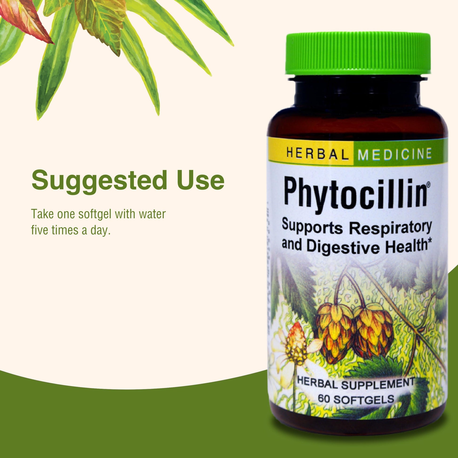 Herbs Etc. Phytocillin - Respiratory & Digestive Health Support Supplement - Herbal Formula to Support Digestion - Support Healthy Breathing - 60 Softgels (60 Servings) Herbs Etc. Au supplements