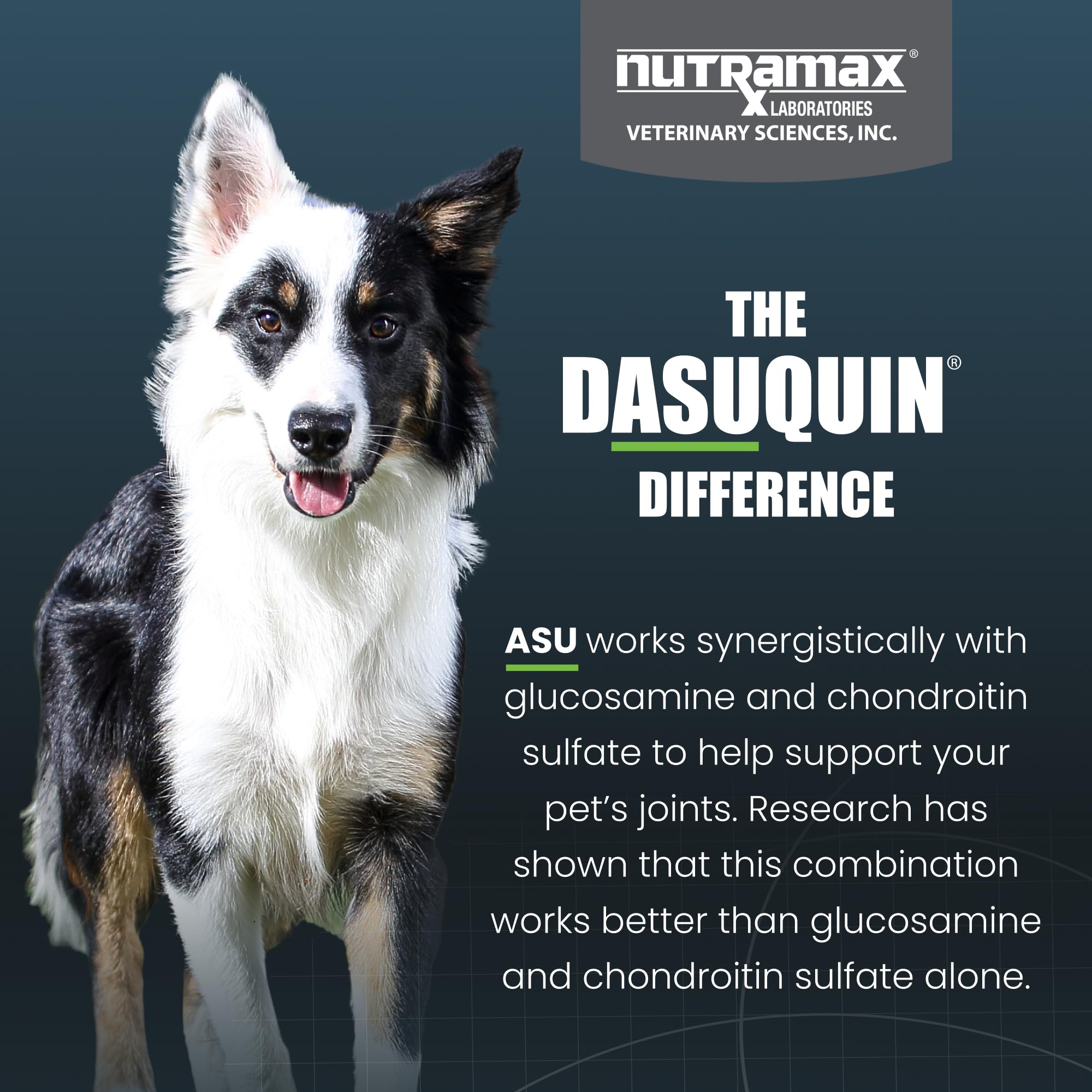 Nutramax Dasuquin for Small to Medium Dogs, Joint Health Supplement, Contains Glucosamine for Dogs, Plus Chondroitin, ASU, MSM and More, Supports Healthy Joints, Chewable Tablets, 150 Count Nutramax Laboratories Au supplements
