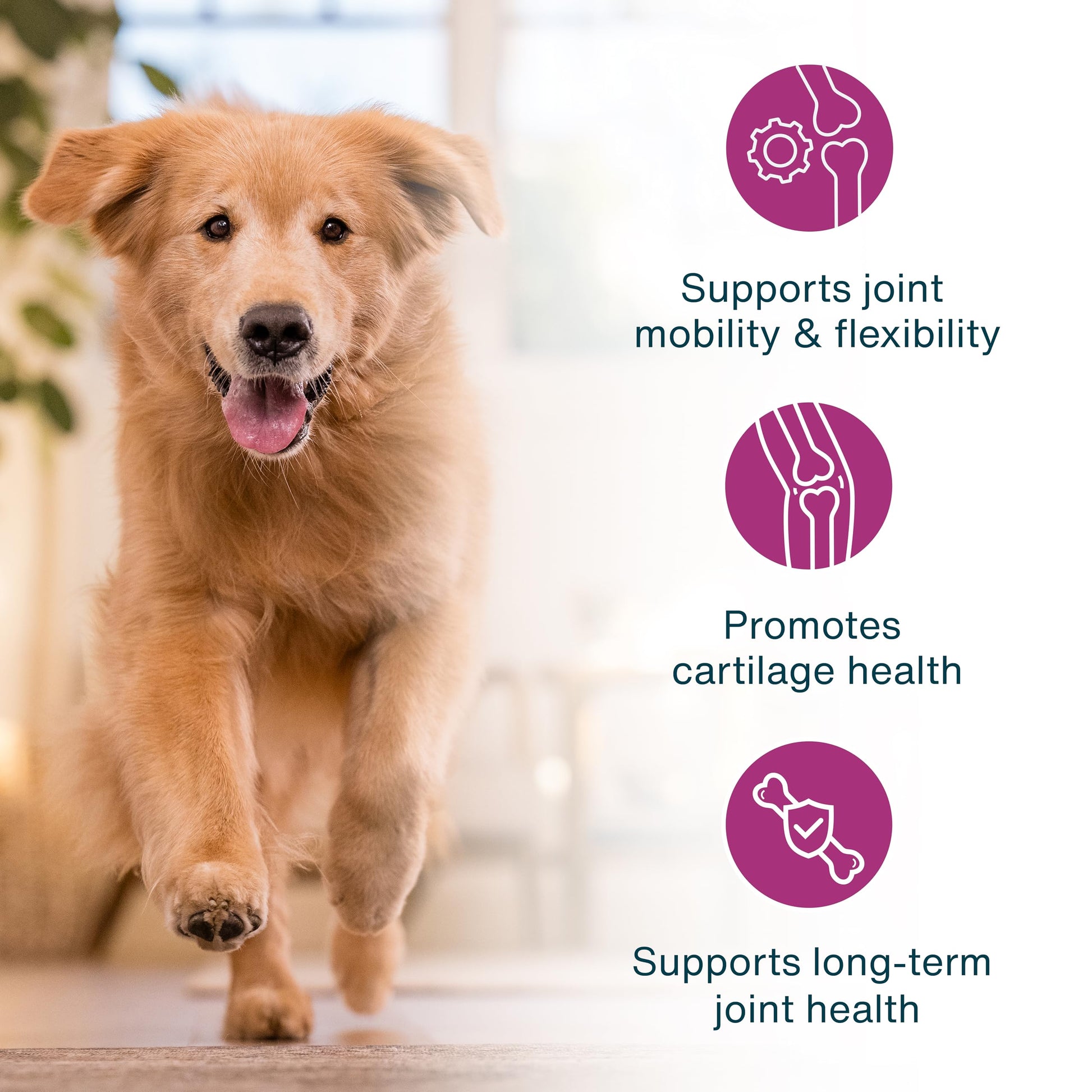JustFoodForDogs JustFresh Boosts Hip & Joint Support Dog Food Toppers with Glucosamine to Support Hip Mobility & Joint Flexibility, Human-Grade Fresh Pet Meal Booster, 8 oz Pouches - 8 Pack JustFoodForDogs Au supplements