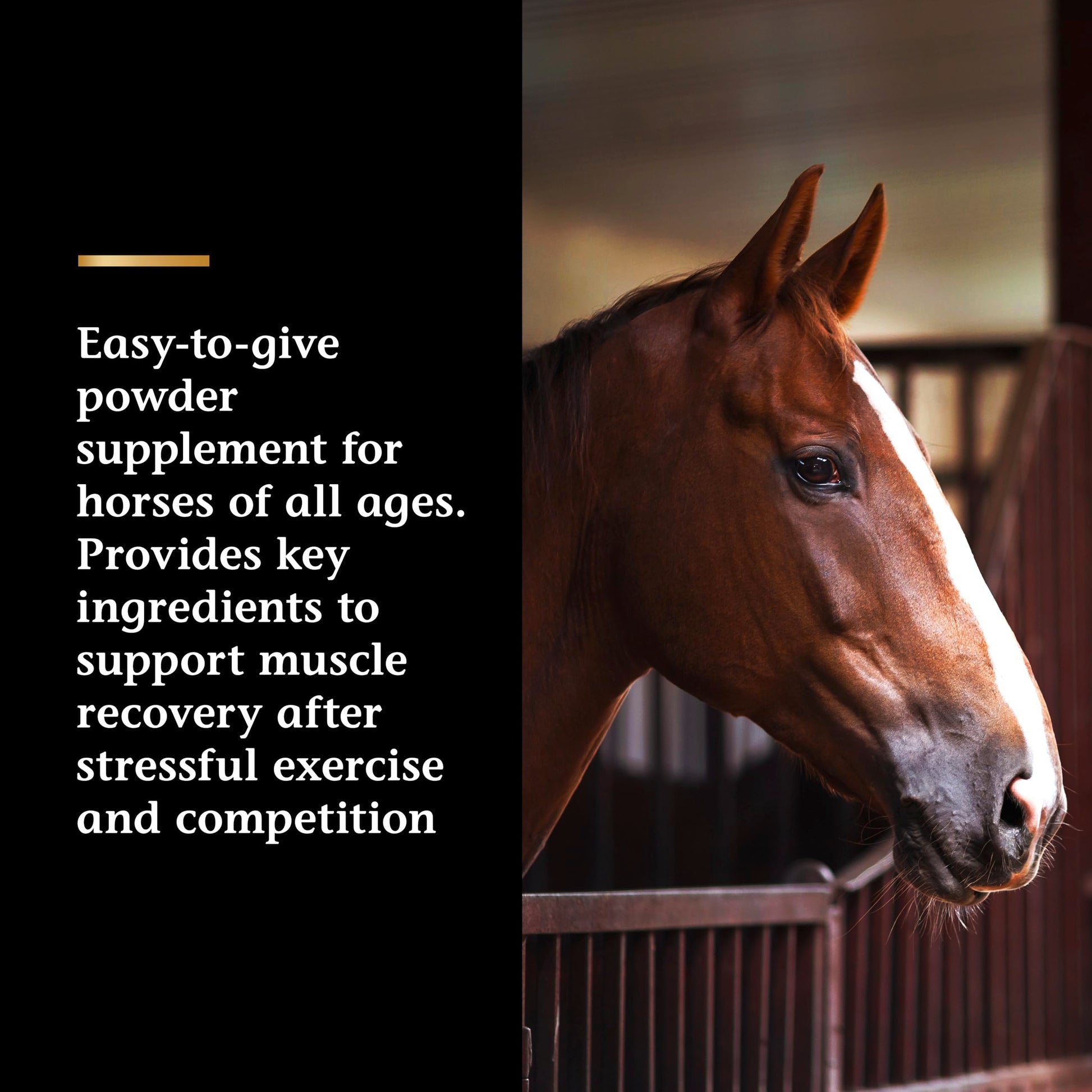 Vita Flex Pro Recovery by the Makers of Lactanase, Post Performance Horse Supplements 40 g, Show Safe Muscle Recovery Supplements, Amino Acids for Horses, Strength & Joint Health Vita Flex Au supplements