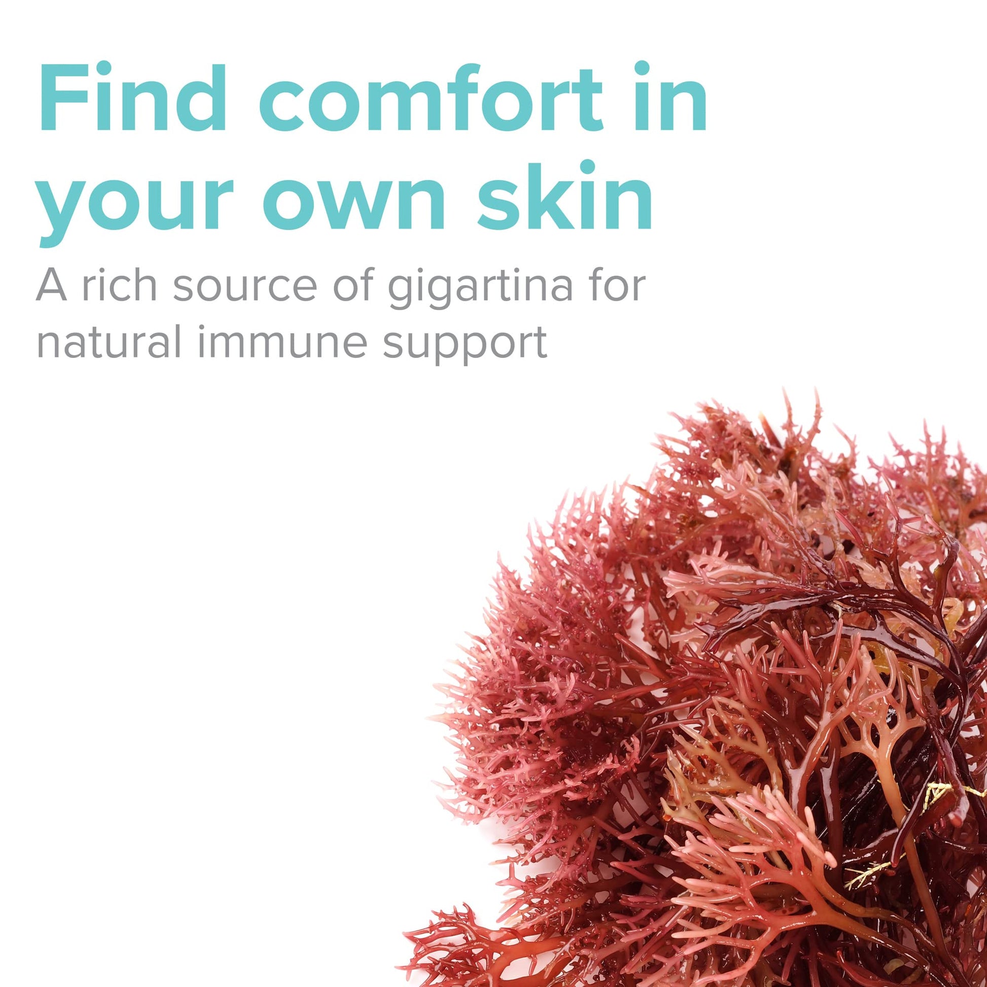 Vibrant Health, Gigartina Red Marine Algae, Plant-Based Immune Support, 60 Capsules Vibrant Health Au supplements