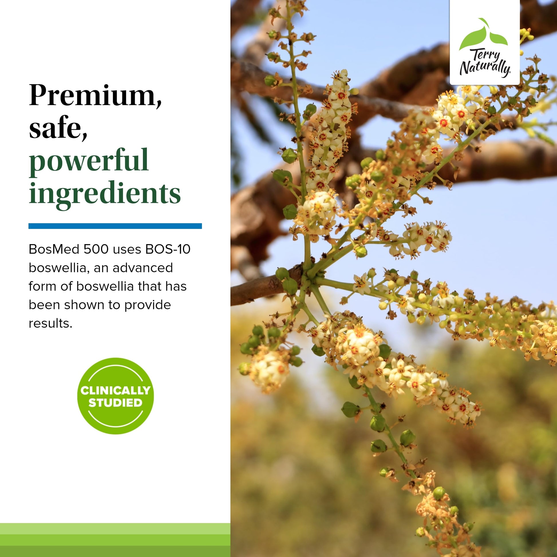 Terry Naturally BosMed 500 Extra Strength - Boswellia Serrata Extract Supplement - Supplement for Healthy Lung Support - Herbal Supplement Formula with High Levels of AKBA - 120 Softgels Terry Naturally Au supplements