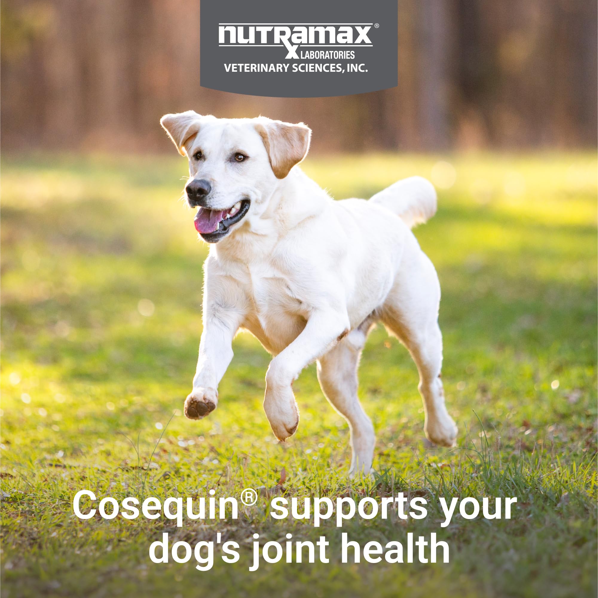 Nutramax Laboratories Cosequin Maximum Strength Joint Health Supplement for Dogs - With Glucosamine, Chondroitin, and MSM, 2 Pack, 264 Total Chewable Tablets Nutramax Laboratories Au supplements