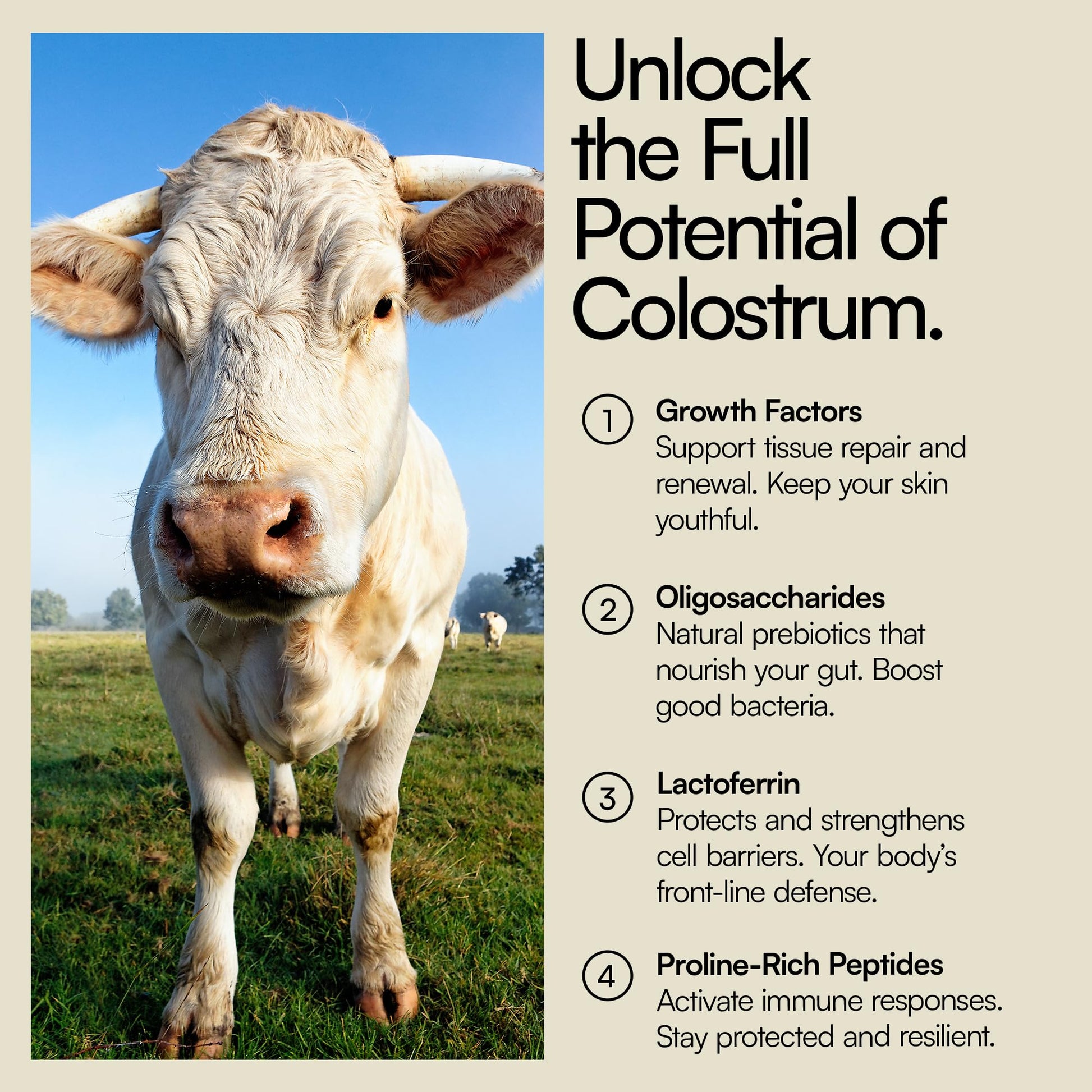 Heylo Premium Colostrum Powder – 100% Pure, Grass-Fed Bovine 40% IgG Supplement, Natural Gut Health Bloating Immunity Skin & Hair, Muscle Recovery, Rich in Immunoglobulins, 60 Servings Heylo Health Au supplements