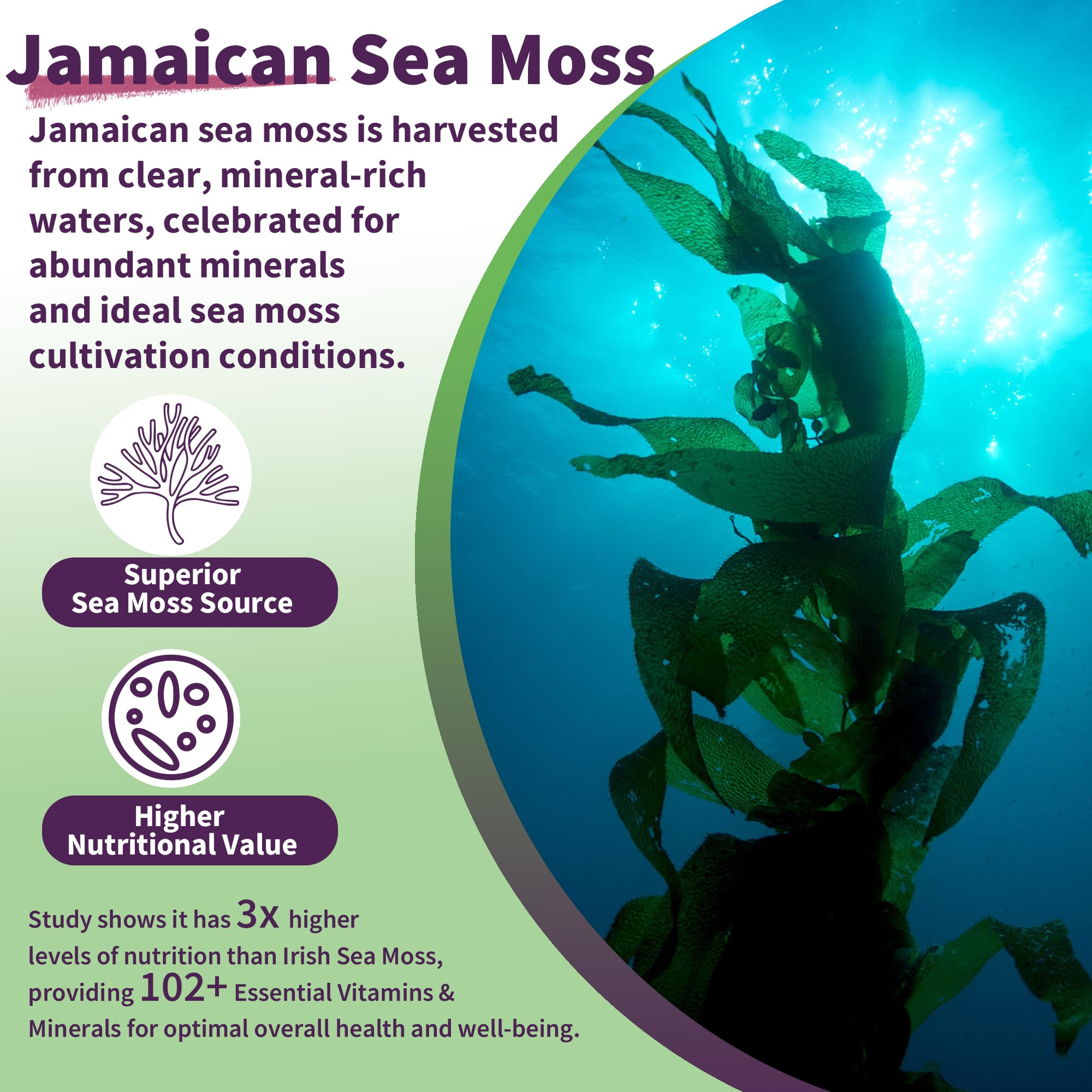 Sea Moss Supplement 5000mg, Sugar Free Sea Moss Gummies, Irish Sea Moss EnvyDeal Au supplements