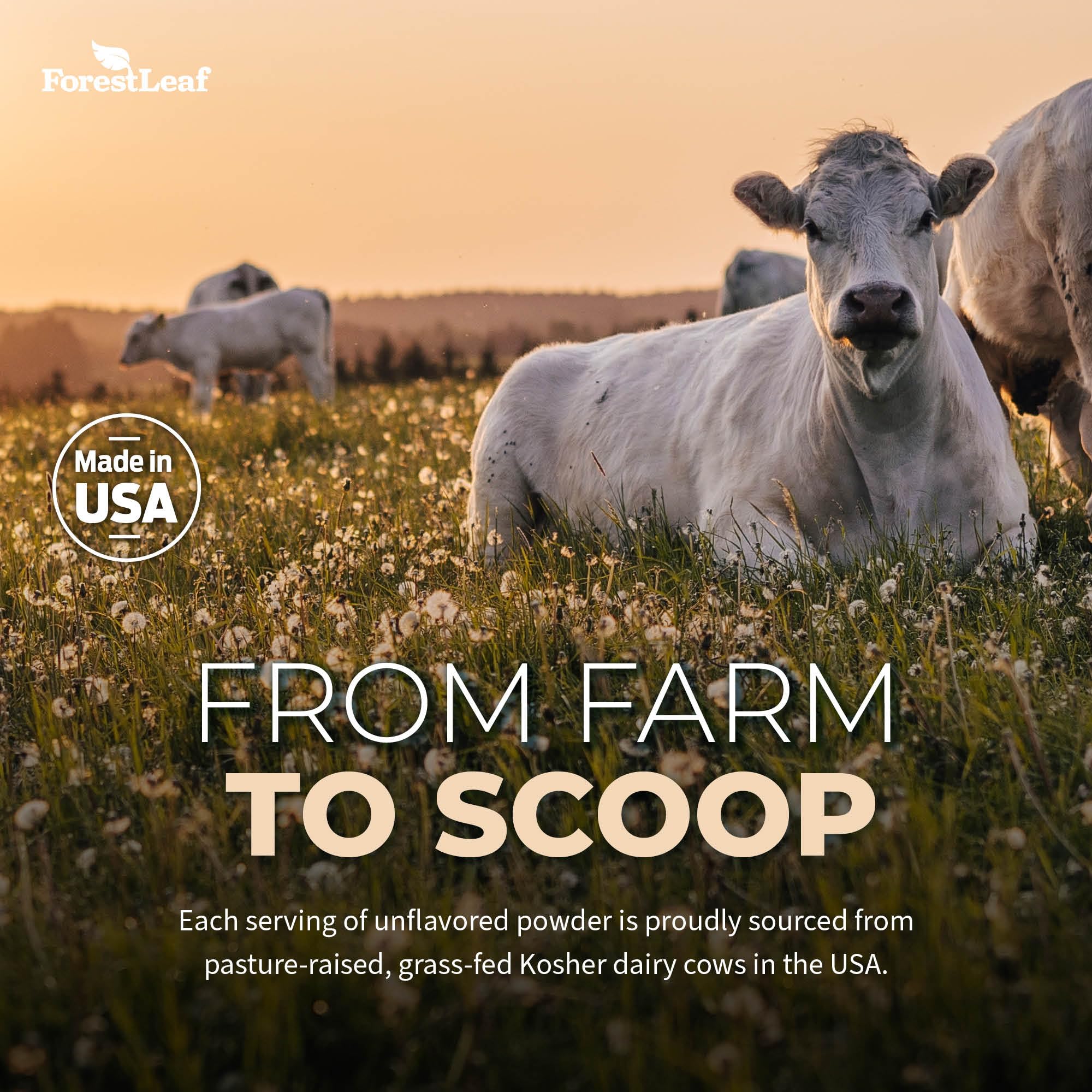 ForestLeaf Colostrum Powder 50% IgG Highest Concentration - Grass Fed Bovine ForestLeaf Au supplements