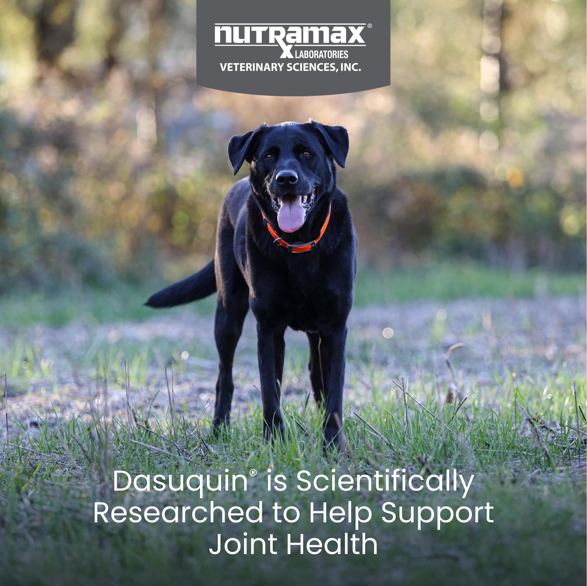 Nutramax Dasuquin for Large Dogs, Joint Health Supplement, Contains Glucosamine for Dogs, Plus Chondroitin, ASU and More, Supports Healthy Joints, Soft Chews, 150 Count Nutramax Laboratories Au supplements
