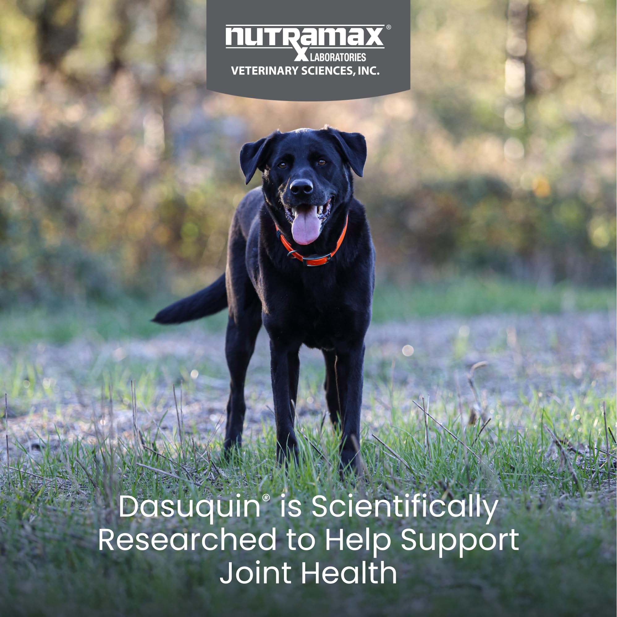 Nutramax Dasuquin for Large Dogs, Joint Health Supplement, Contains Glucosamine for Dogs, Plus Chondroitin, ASU and More, Supports Healthy Joints, Soft Chews, 150 Count Nutramax Laboratories Au supplements