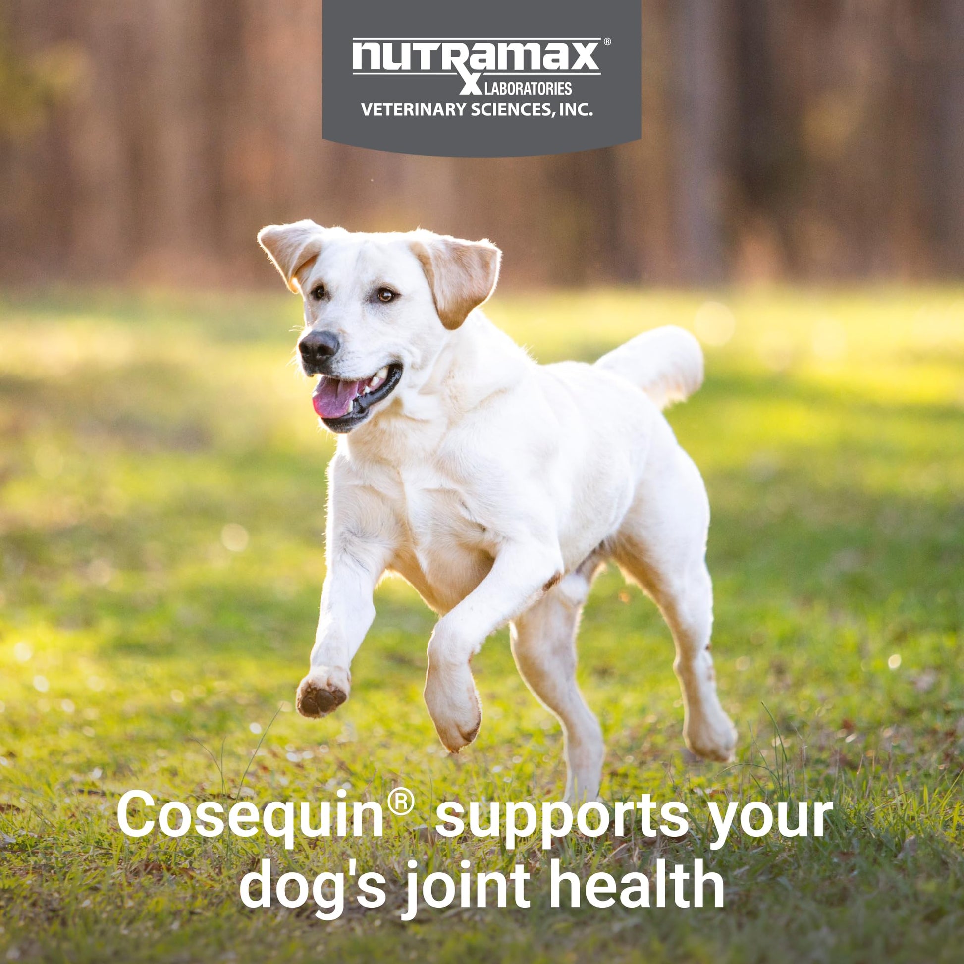 Nutramax Cosequin for Dogs Joint Health Supplement, Contains Glucosamine for Dogs, Plus Chondroitin, MSM and HA, Supports Healthy Joints, Chewable Tablets, 75 Count Nutramax Laboratories Au supplements