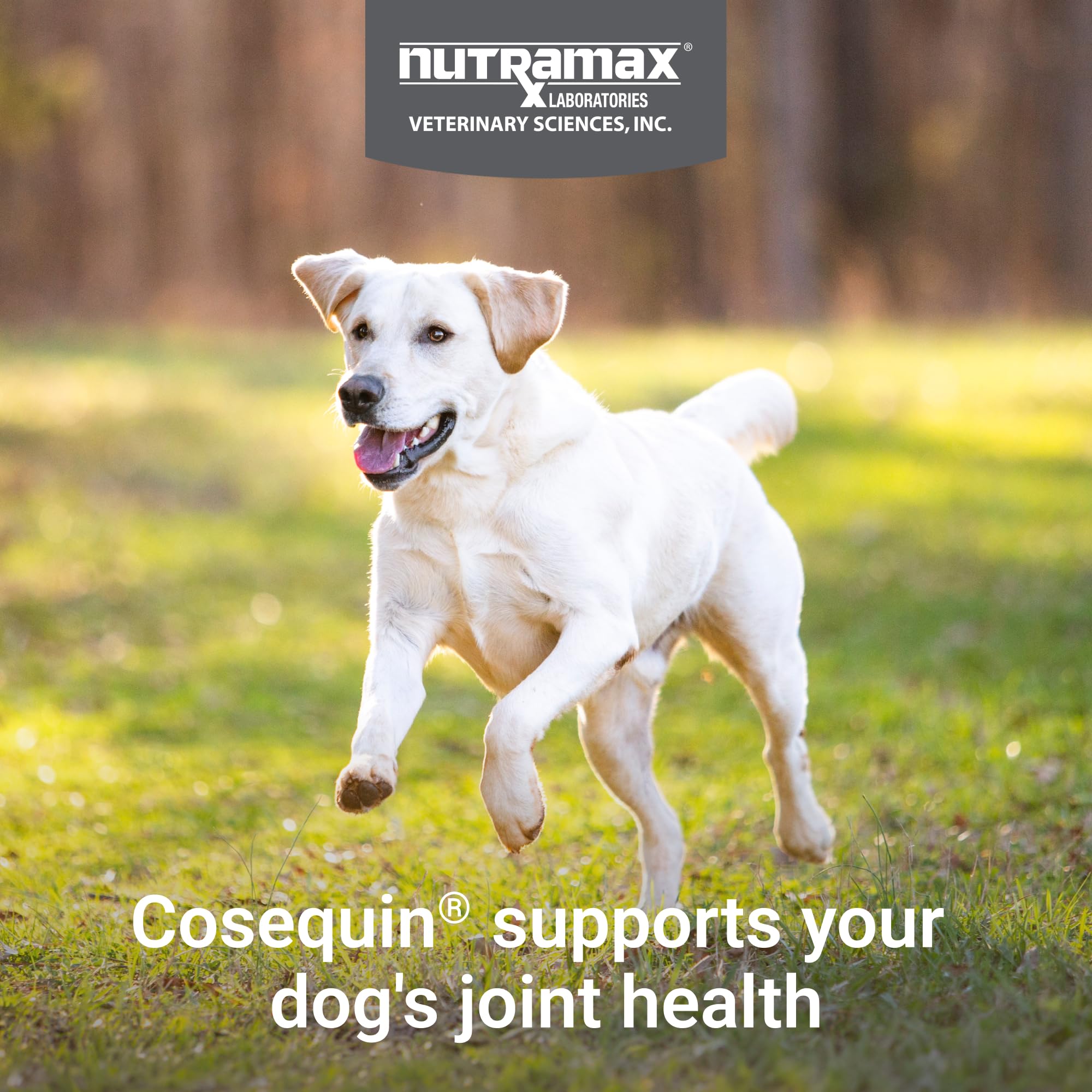 Nutramax Cosequin for Dogs Joint Health Supplement, Contains Glucosamine for Dogs, Plus Chondroitin, MSM and HA, Supports Healthy Joints, Chewable Tablets, 75 Count Nutramax Laboratories Au supplements