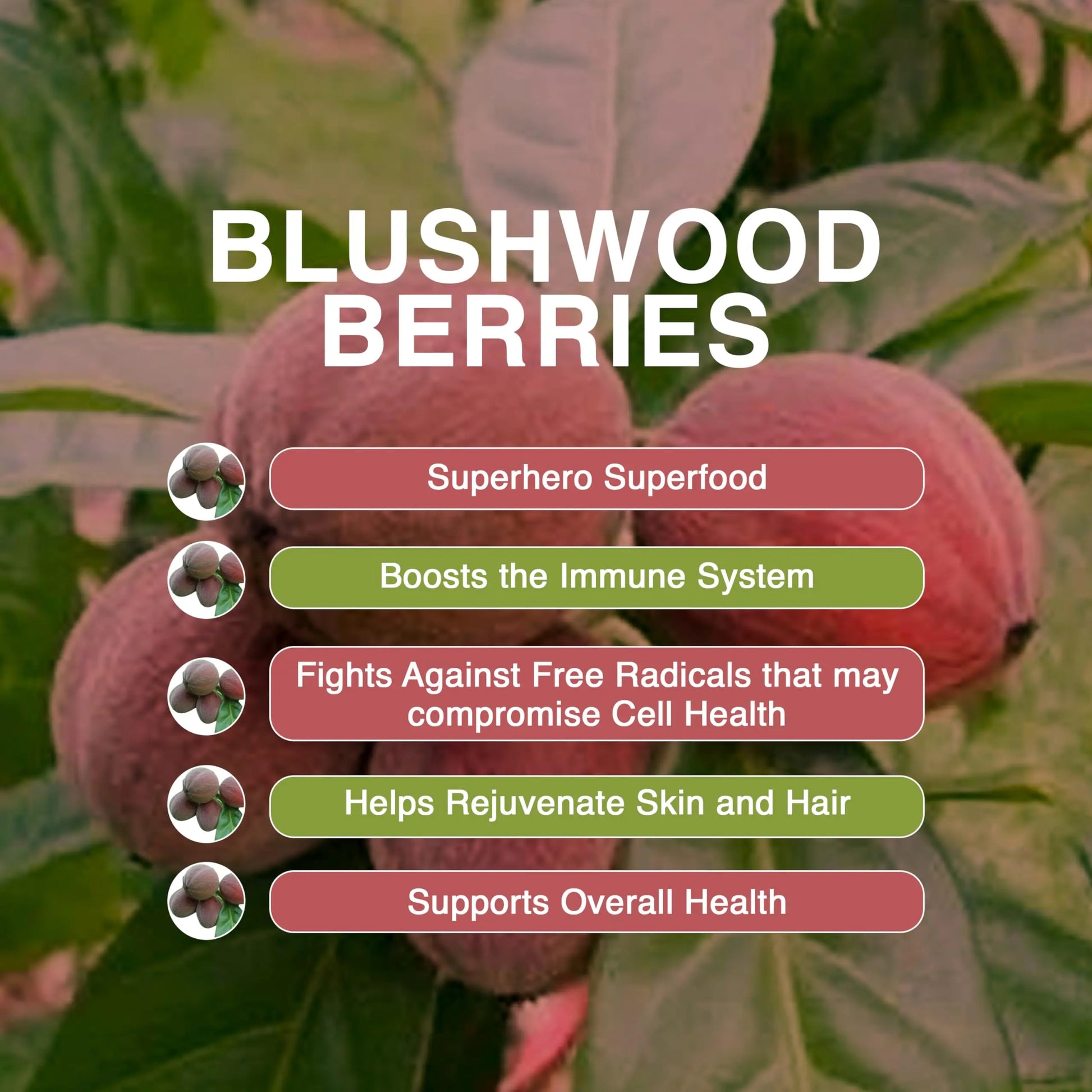 Aussie Pure Blushwood Berry Superfruit Daily Cell Defense - Soursop - Kakadu Plum - Pomegranate - Blueberry - Immune and Cell Support Powder - All Ages - Lab Tested and Authenticated - 180g/6.4oz Aussie Pure Au supplements