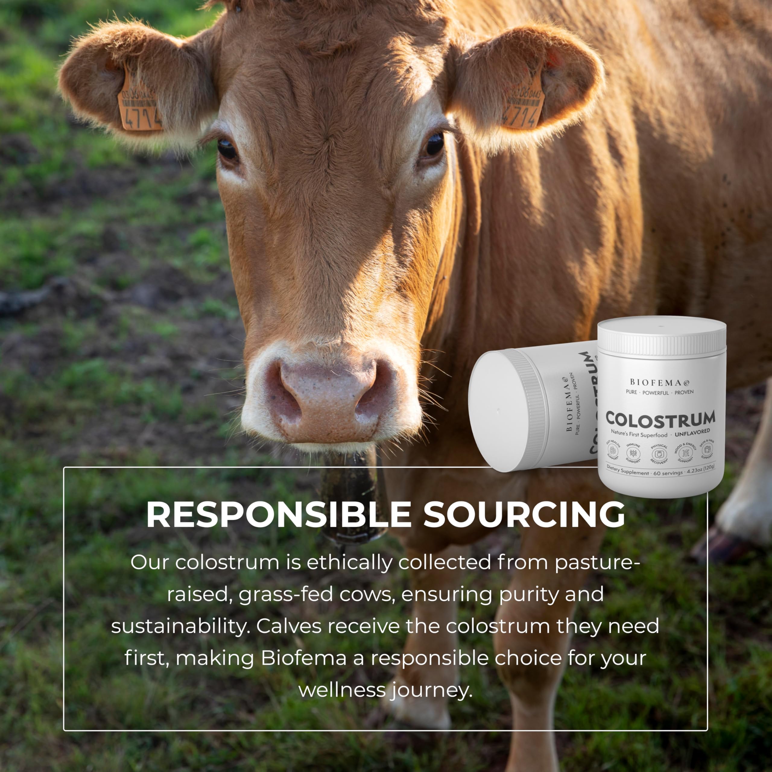 BIOFEMA Bovine Colostrum Supplement - Natures Superfood – First Milk Powder Magic for Gut Health, Immune Support, Physical Recovery, Skin, Hair & Nail Health BIOFEMA Au supplements