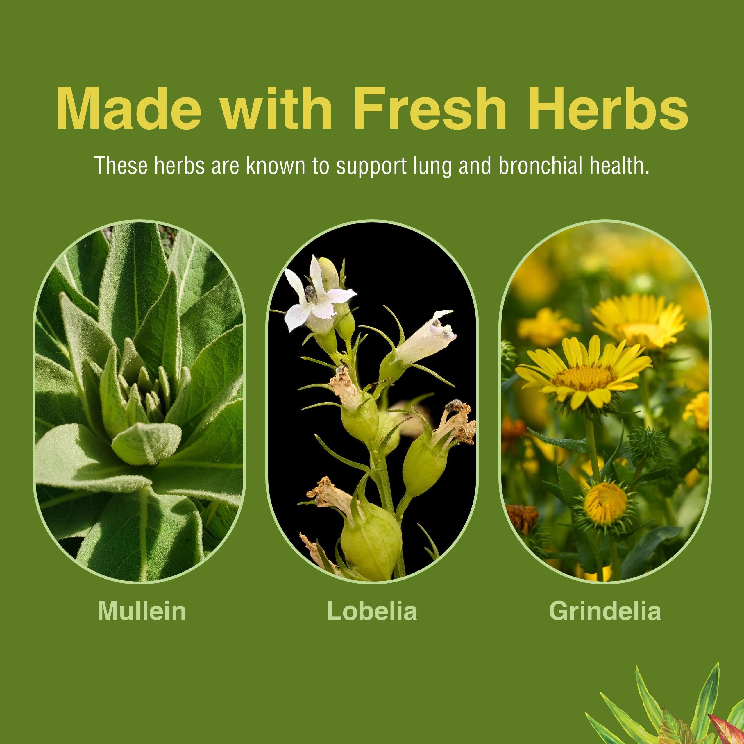 Herbs Etc. Lung Tonic - Lung Supplement for Bronchial Support - Healthy Breathing Support with Mullein, Horehound & Grindelia - 120 Softgels Herbs Etc. Au supplements