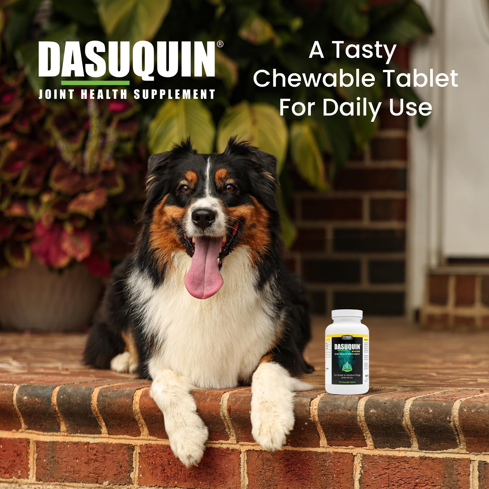 Nutramax Dasuquin for Small to Medium Dogs, Joint Health Supplement, Contains Glucosamine for Dogs, Plus Chondroitin, ASU, MSM and More, Supports Healthy Joints, Chewable Tablets, 150 Count Nutramax Laboratories Au supplements