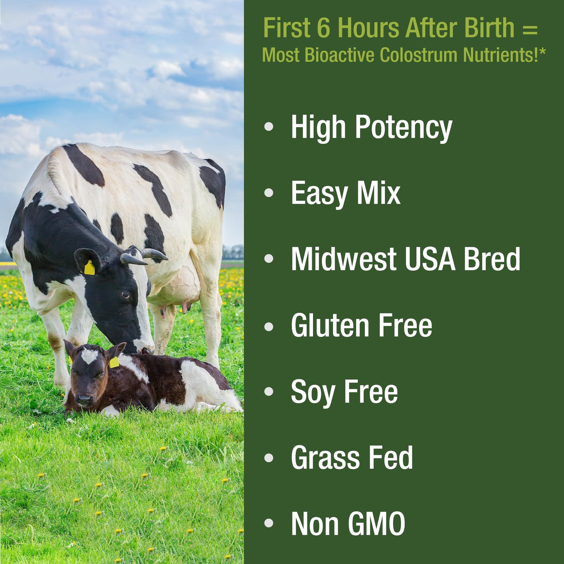 First Milking Colostrum Powder from Grass Fed USA Cows Milked Within 6 Hours of Giving Birth to Get the Most Bioactive Nutrients. High Immunoglobulin Non-GMO Bovine Colostrum Supplement for Humans Peak Performance Au supplements