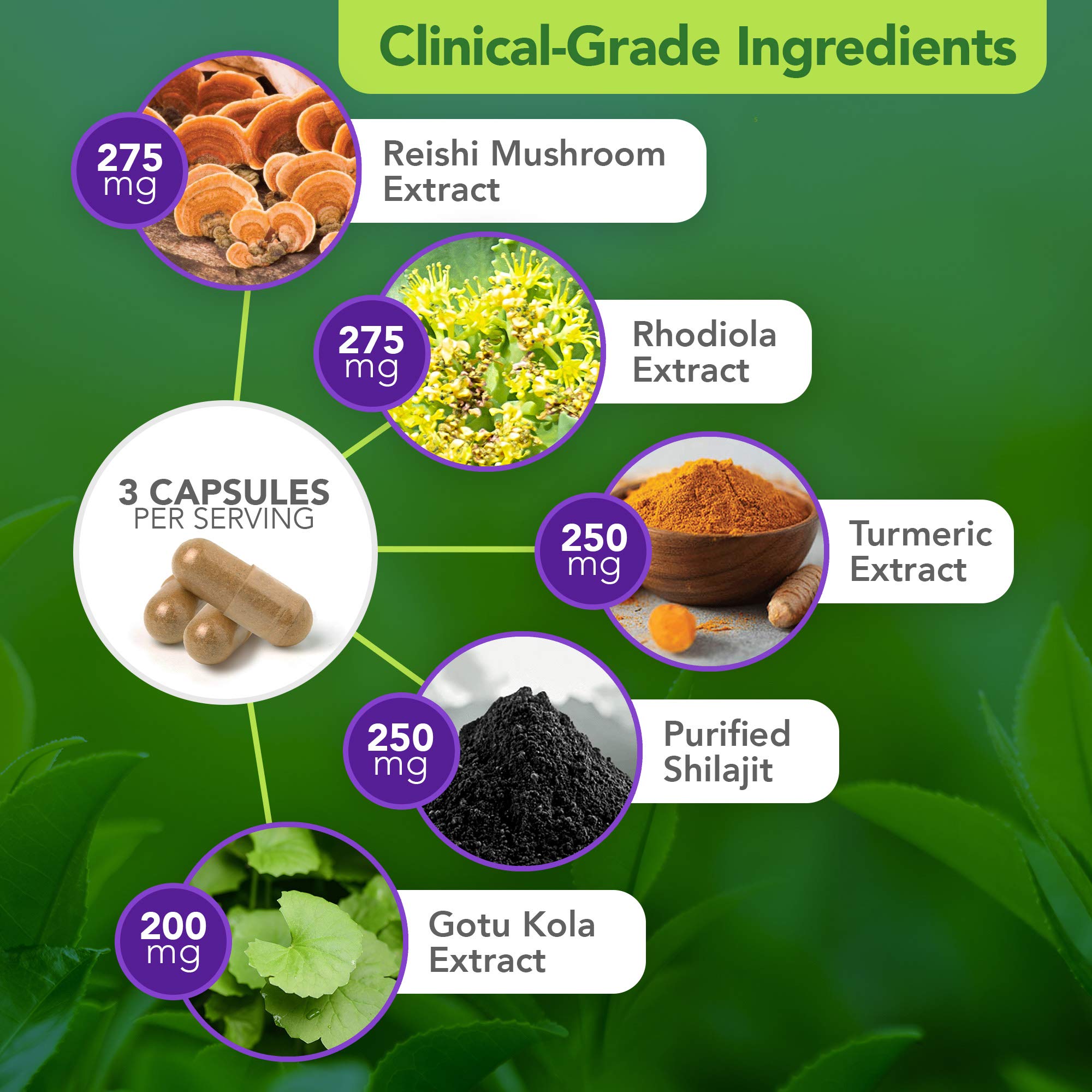 Vital Plan Daily Herbal Supplement by Dr. Bill Rawls – Herbal Immunity Booster for Immune Support, Microbiome Balance & Cell Health — Reishi Mushroom, Turmeric & Rhodiola Vital Plan Au supplements