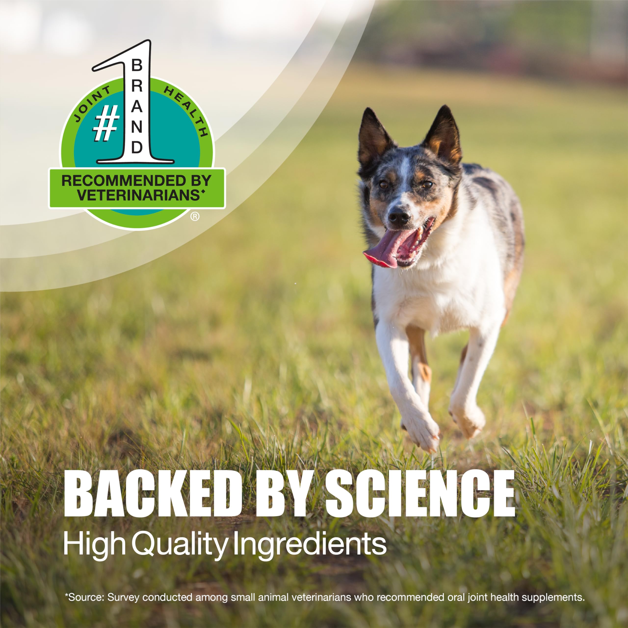 Nutramax Dasuquin for Small to Medium Dogs, Joint Health Supplement, Contains Glucosamine for Dogs, Plus Chondroitin, ASU, MSM and More, Supports Healthy Joints, Chewable Tablets, 84 Count Nutramax Laboratories Au supplements